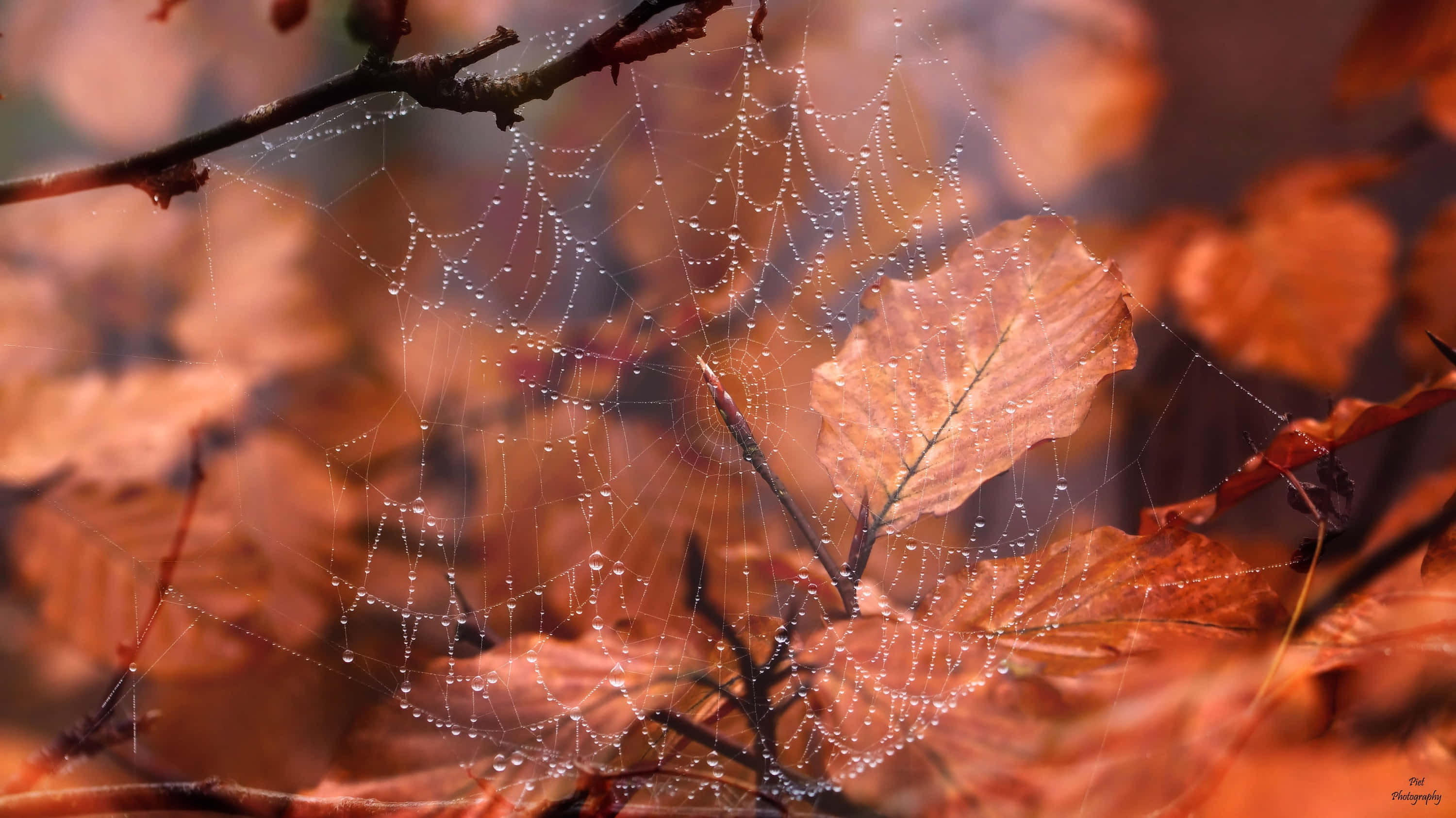autumn spiderweb, dewdrops, warm autumn leaves, 2K Desktop Wallpaper