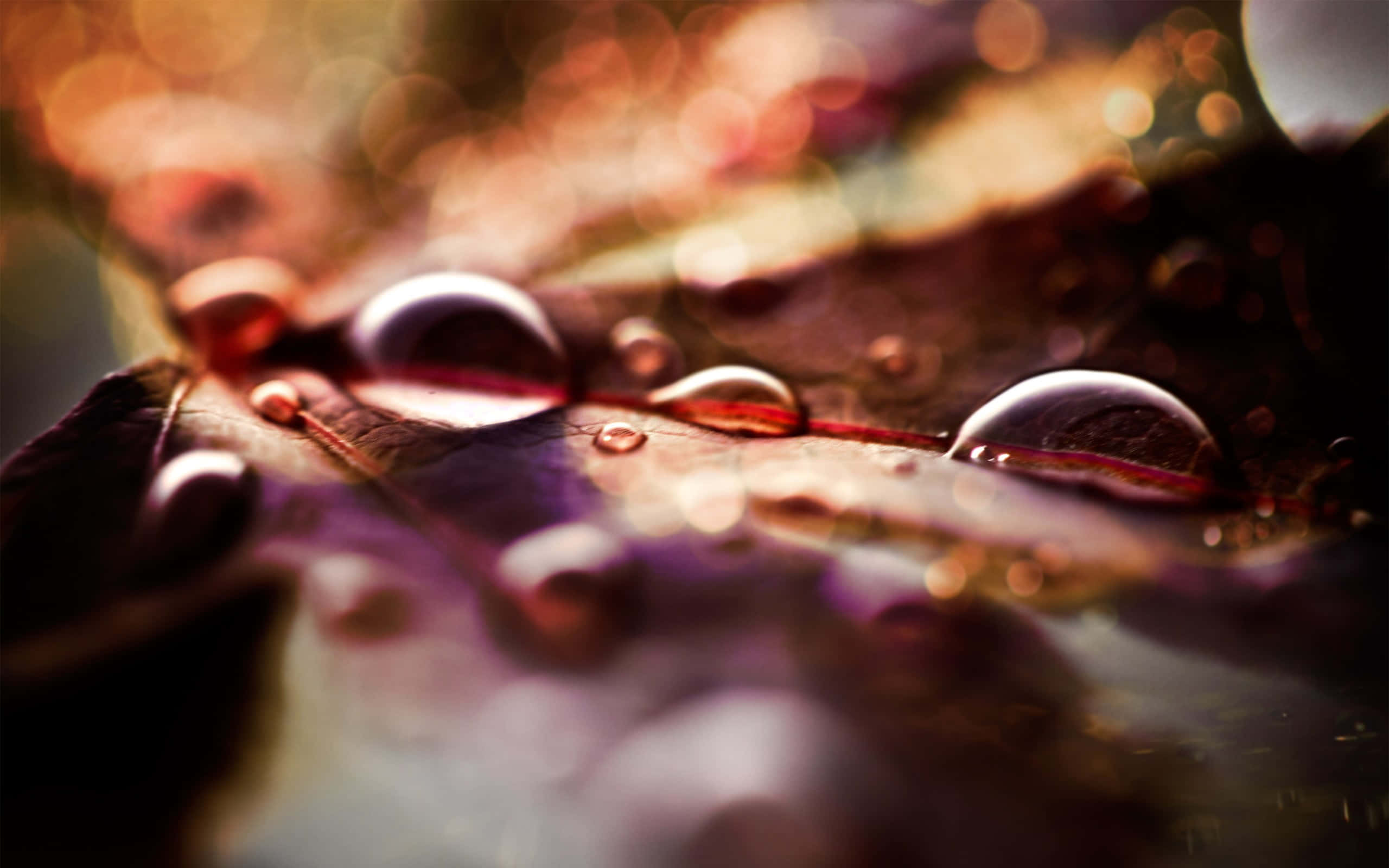 Fall Dew, golden fall dew drops, textured leaf, 2K Desktop Wallpaper