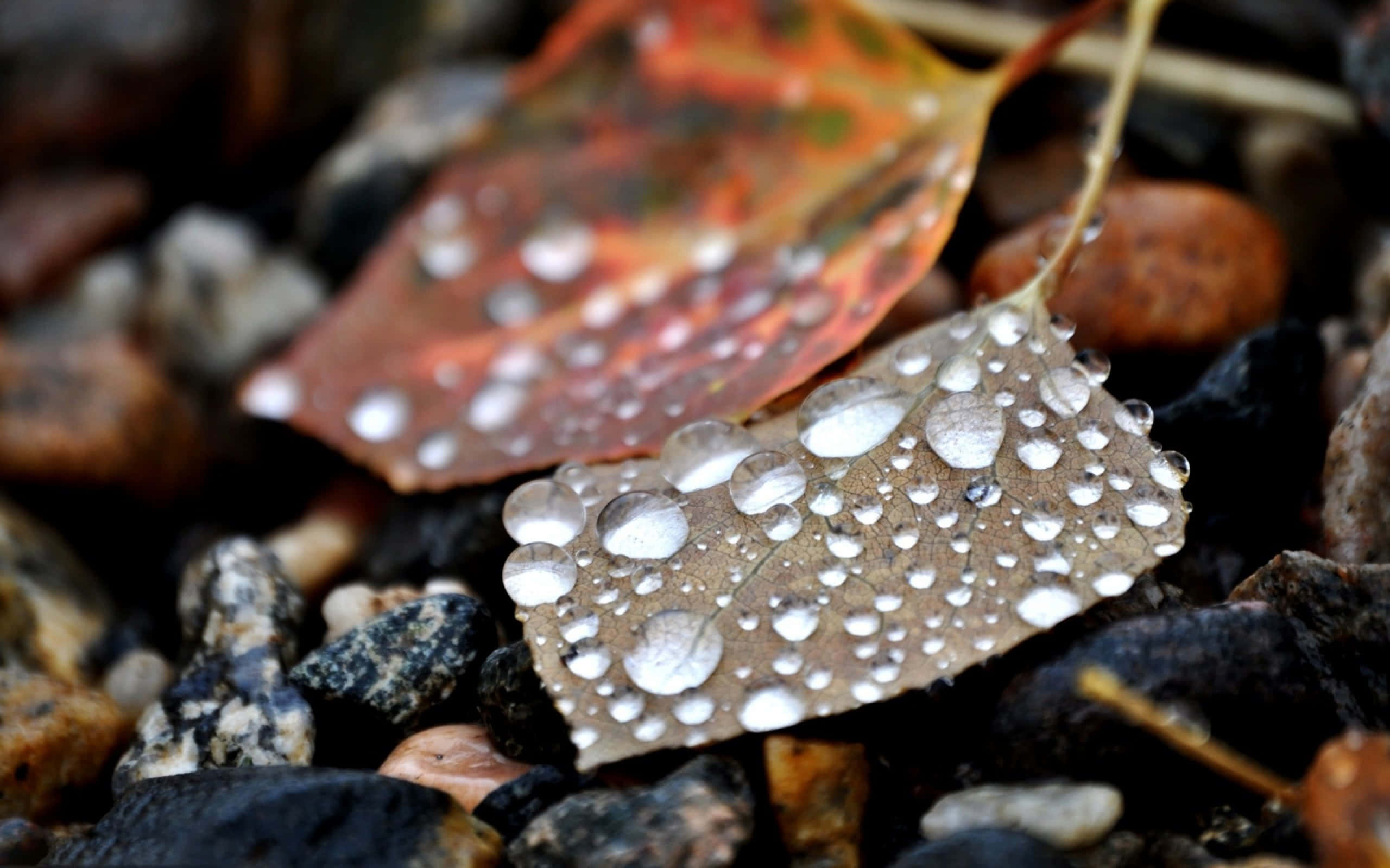 Fall Dew, autumn leaves, glistening water droplets, 2K Desktop Wallpaper