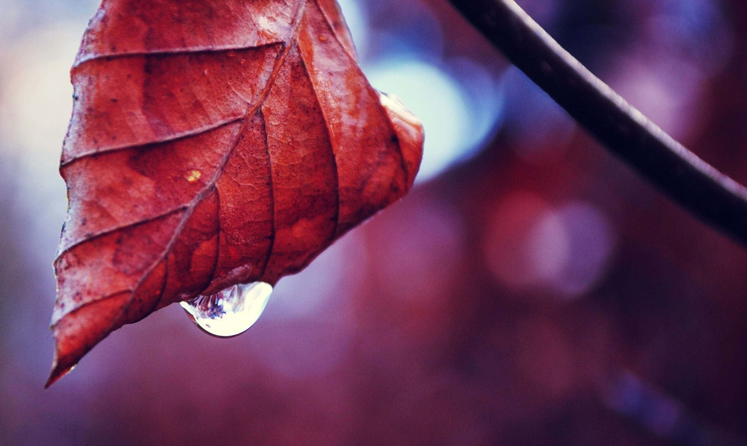 Fall Dew, autumn morning, dewdrops, 2K Desktop Wallpaper