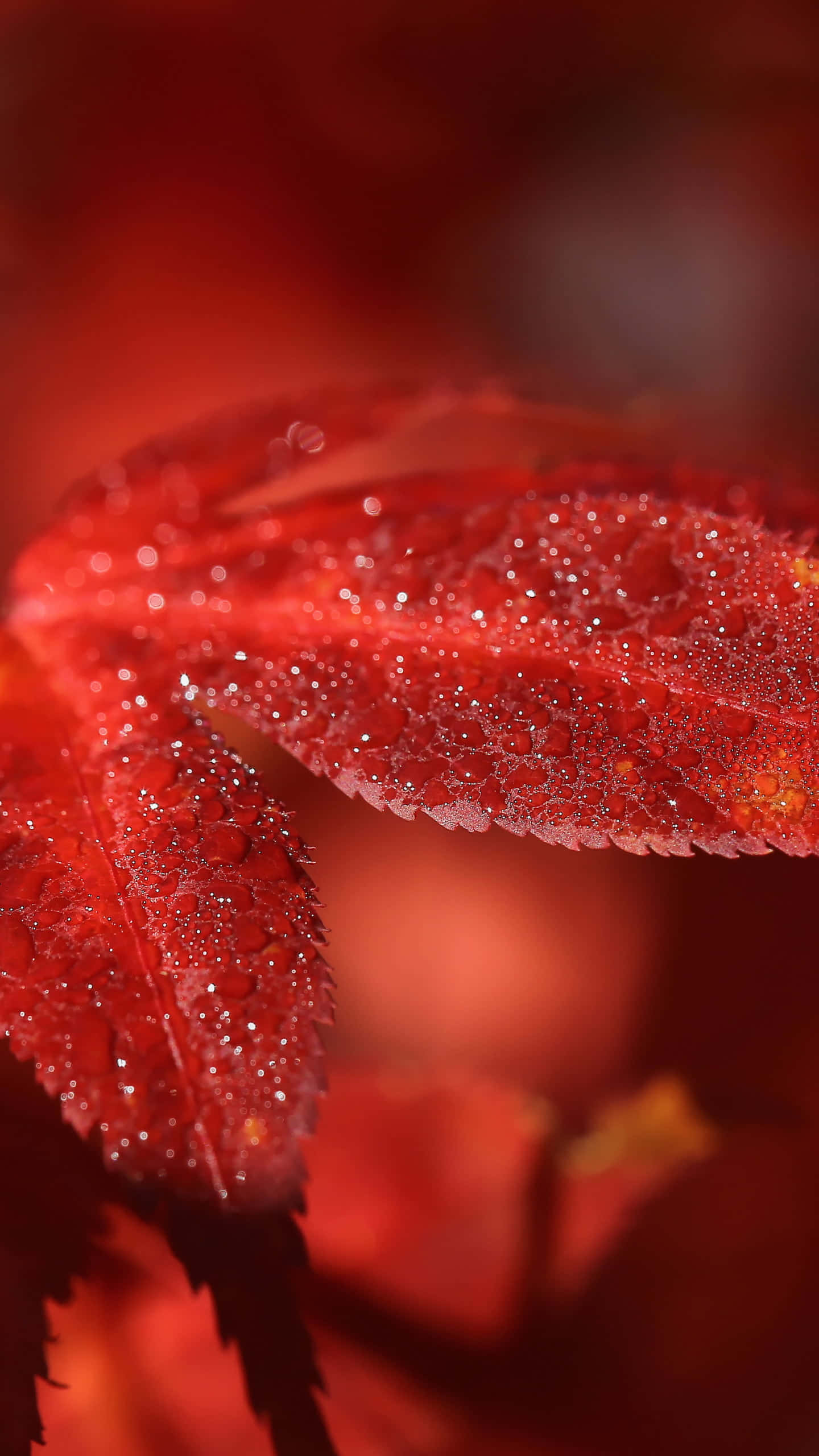 Fall Dew, vibrant red leaf, dewdrops, 2K Phone Wallpaper