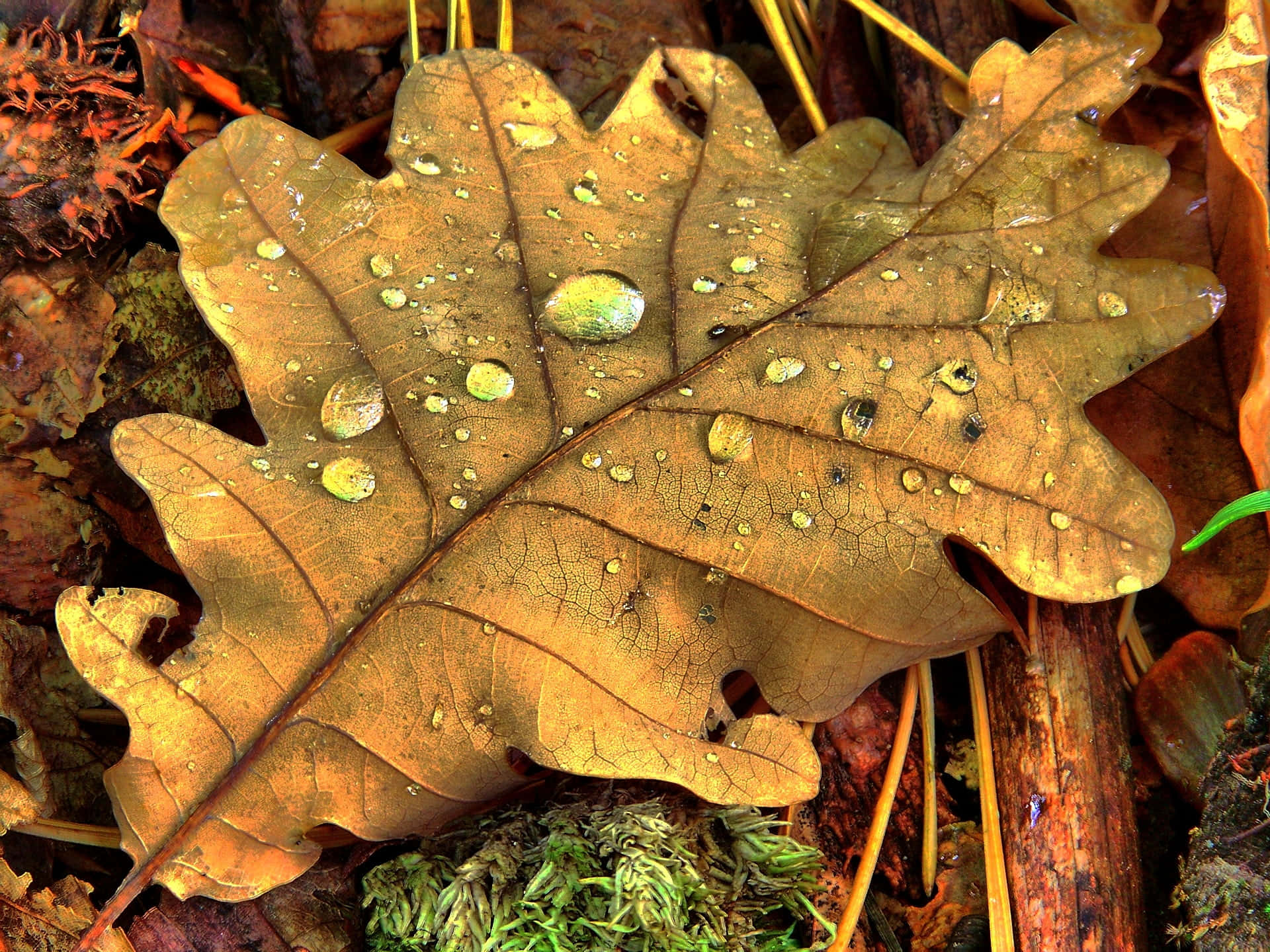 Fall Dew, golden oak leaf, dewdrops, Full HD Desktop Wallpaper
