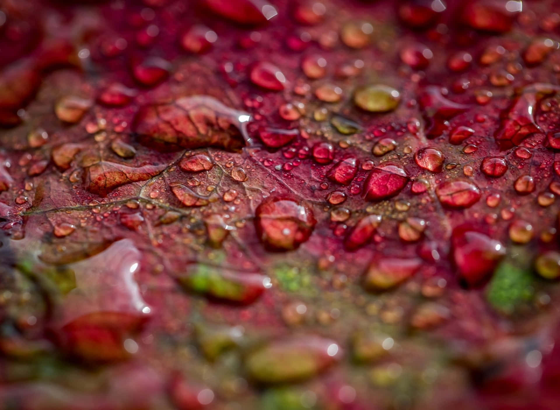 Fall Dew, vibrant red leaf, glistening water droplets, Full HD Desktop Wallpaper