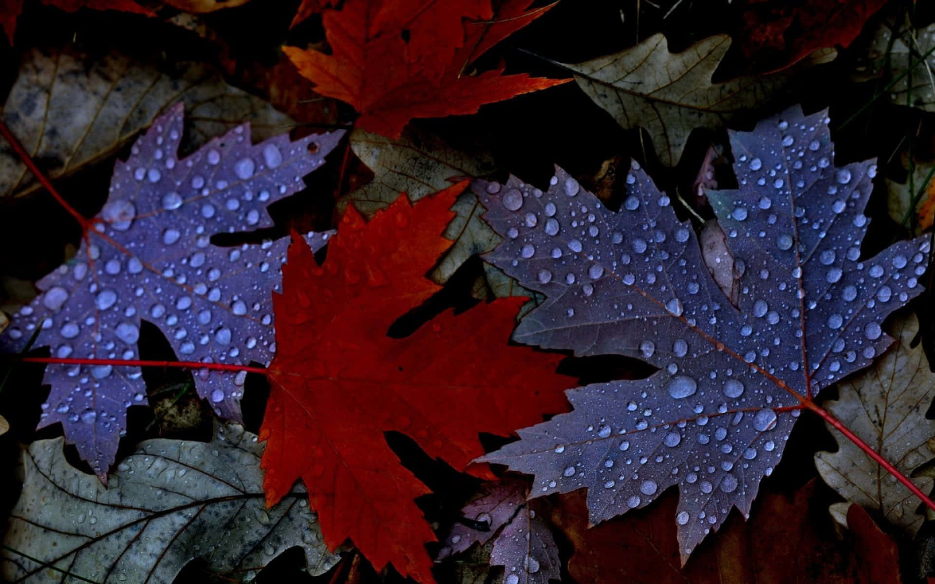 Fall Dew, vibrant red, purple maple leaves, Full HD Desktop Wallpaper
