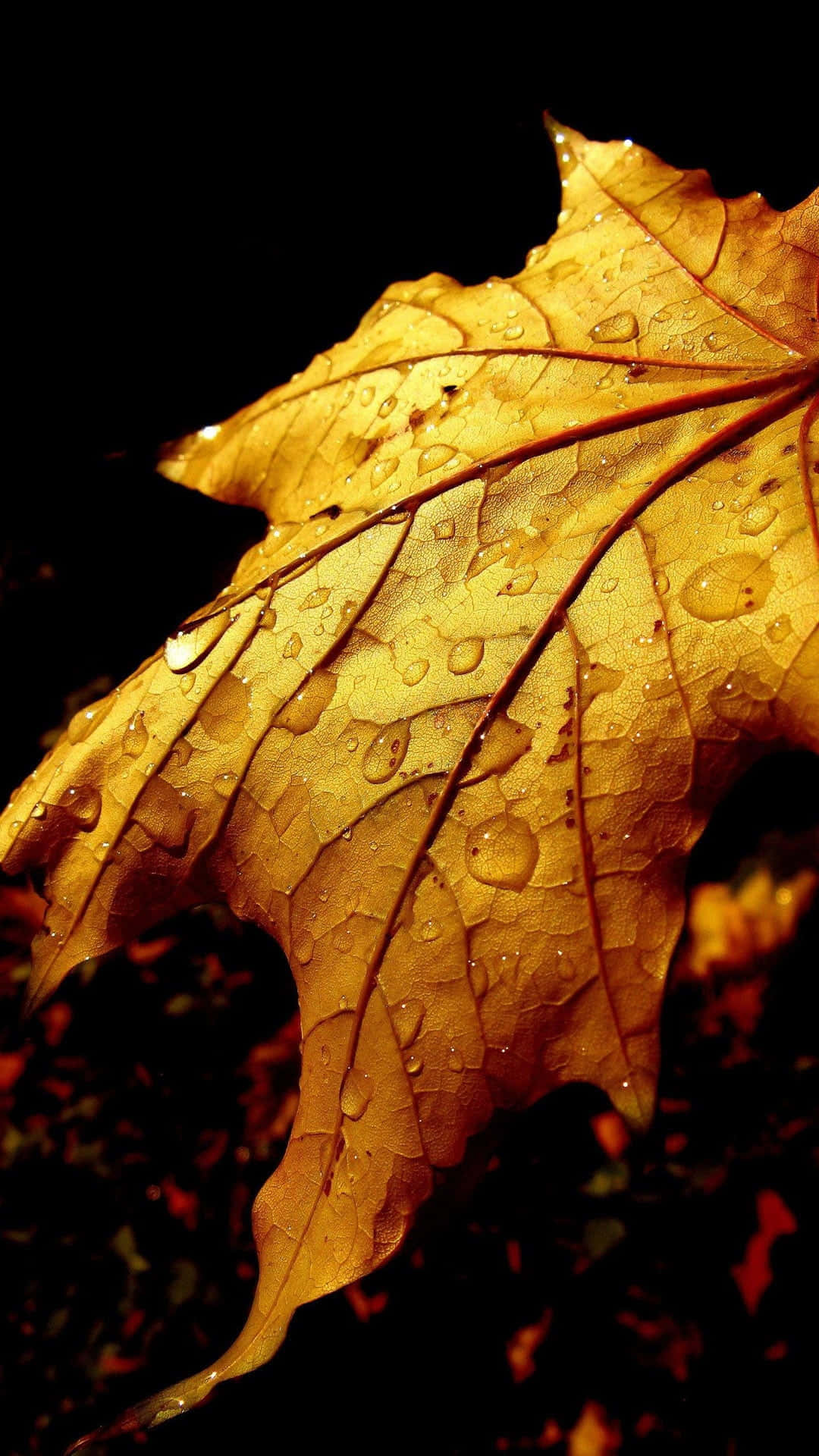 fall dew, golden maple leaf, dewdrops, Full HD Phone Wallpaper