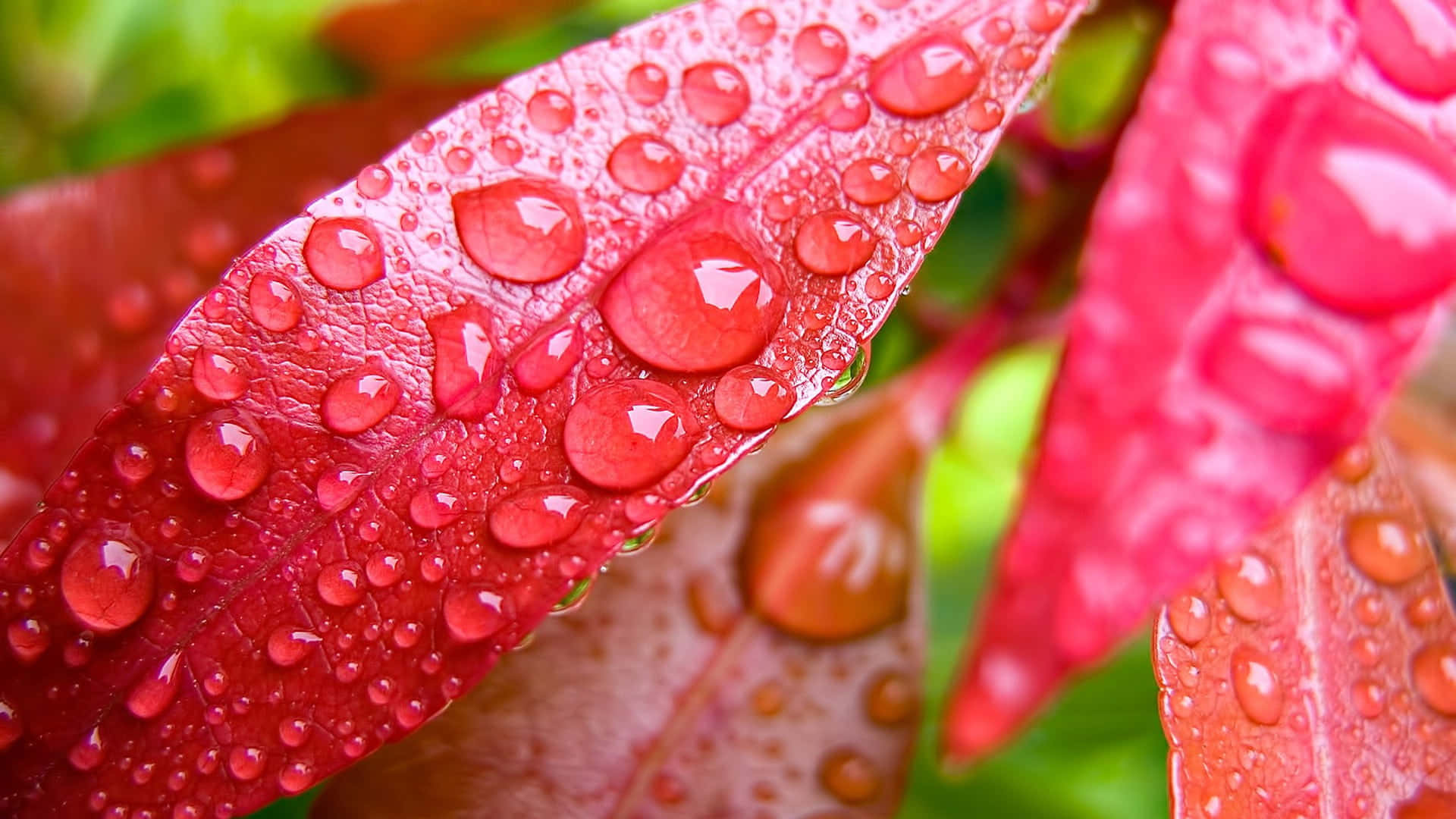 Fall Dew, autumn foliage, vibrant red leaves, Full HD Desktop Wallpaper