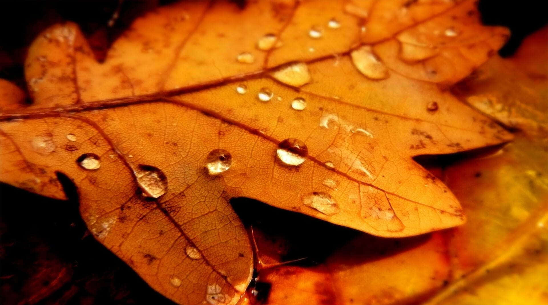 Fall Dew, amber oak leaves, dewdrops, Full HD Desktop Wallpaper