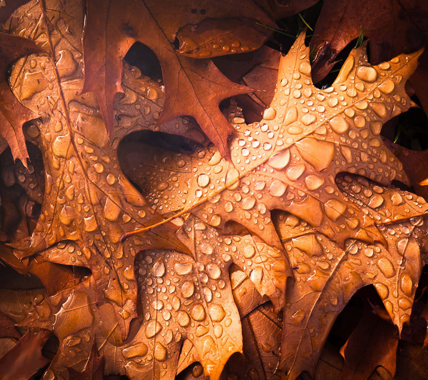 Fall Dew, autumn oak leaves, golden light, HD Desktop Wallpaper