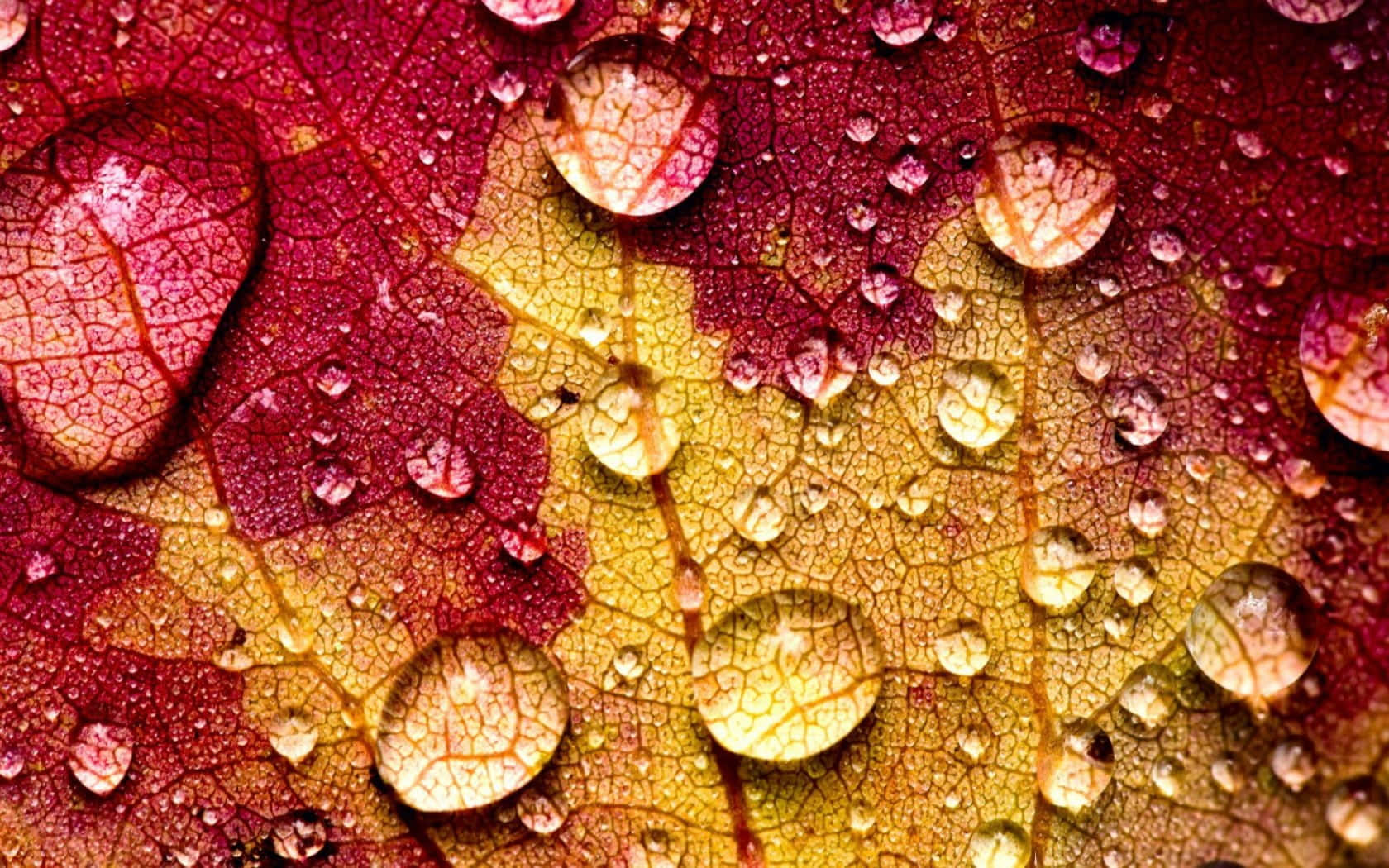 Fall Dew, vibrant red, yellow autumn leaf, HD Desktop Wallpaper