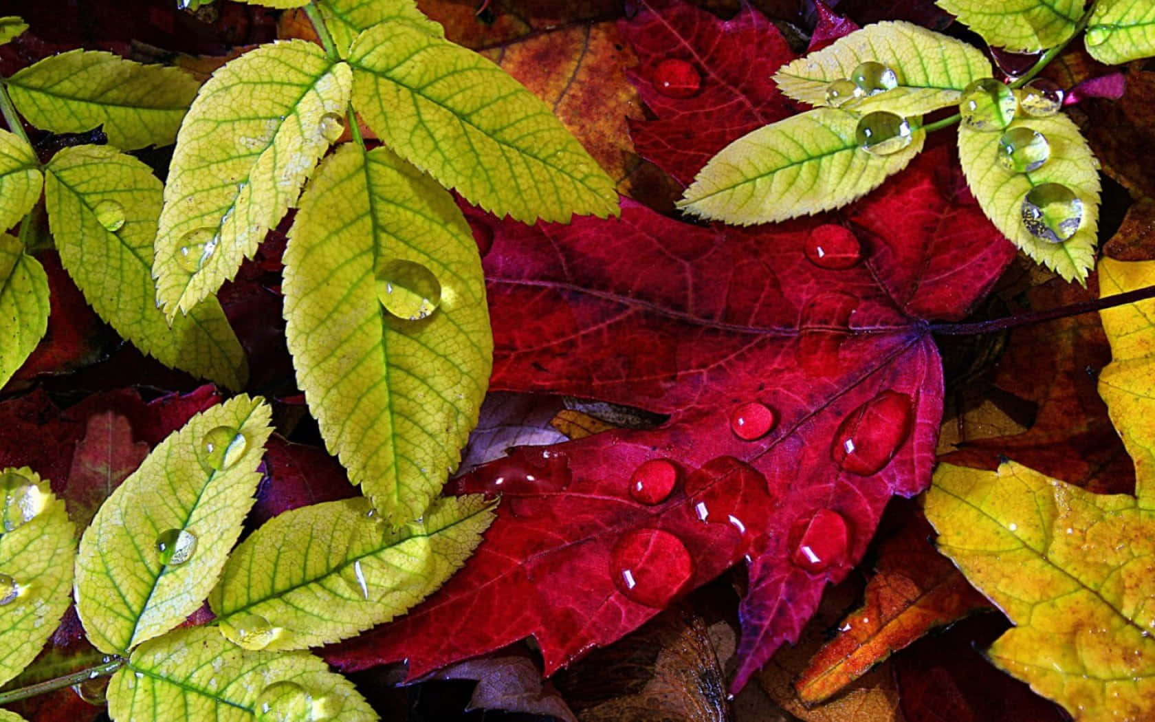 Fall Dew, autumn leaves, red and yellow, HD Desktop Wallpaper