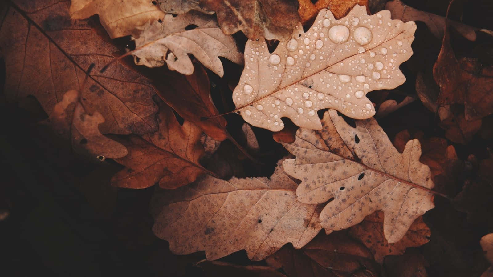 autumn leaves, dewdrops, pale oak leaf, HD Desktop Wallpaper