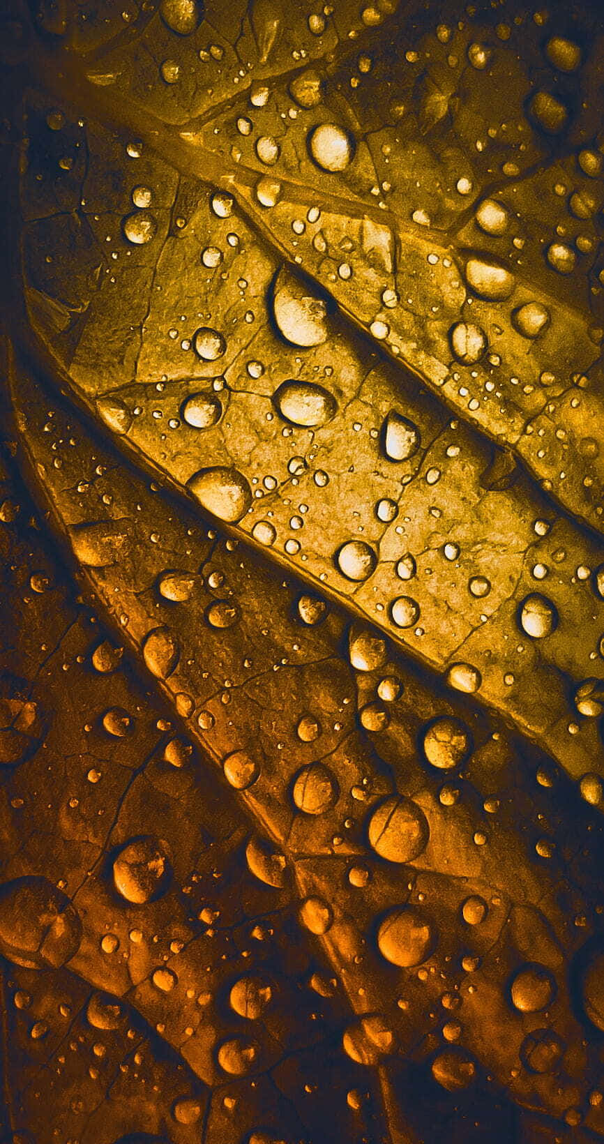 Fall Dew, golden leaf veins, dewdrops, HD Phone Wallpaper
