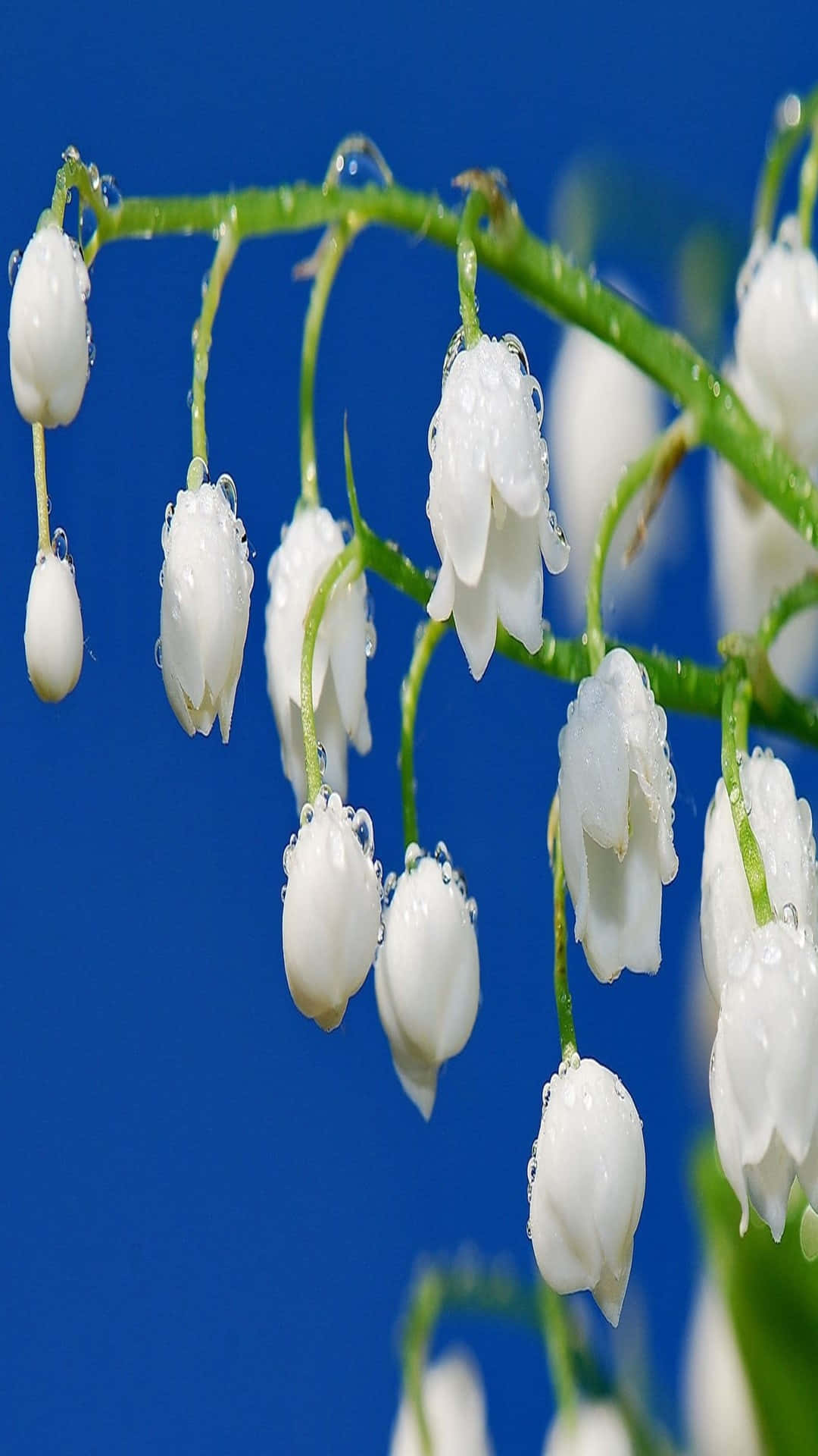 Lily of the Valley, dew drops, white, Full HD Phone Wallpaper