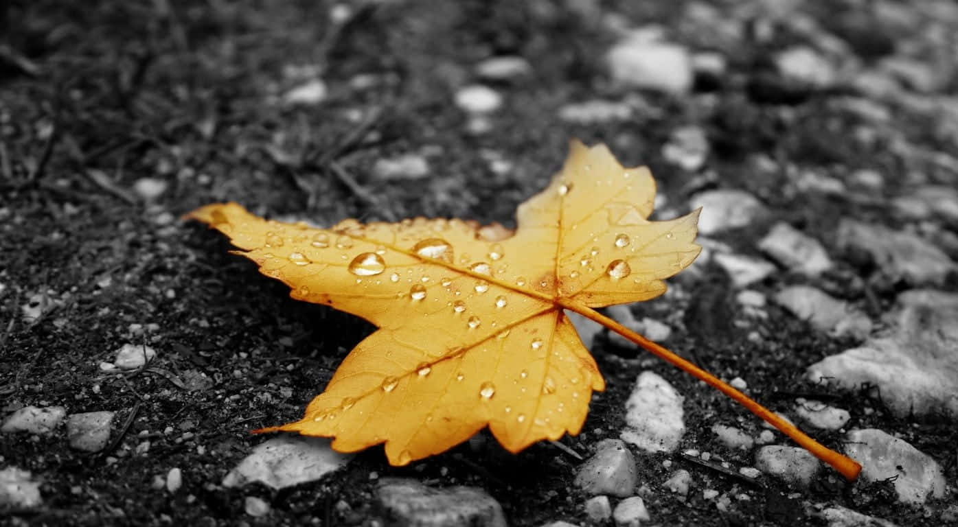 Fall Dew, vibrant yellow maple leaf, glistening water droplets, HD Desktop Wallpaper
