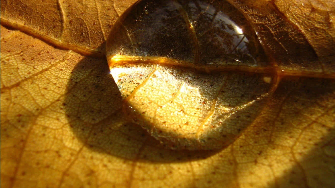 Fall Dew, autumn leaf, water droplet, HD Desktop Wallpaper