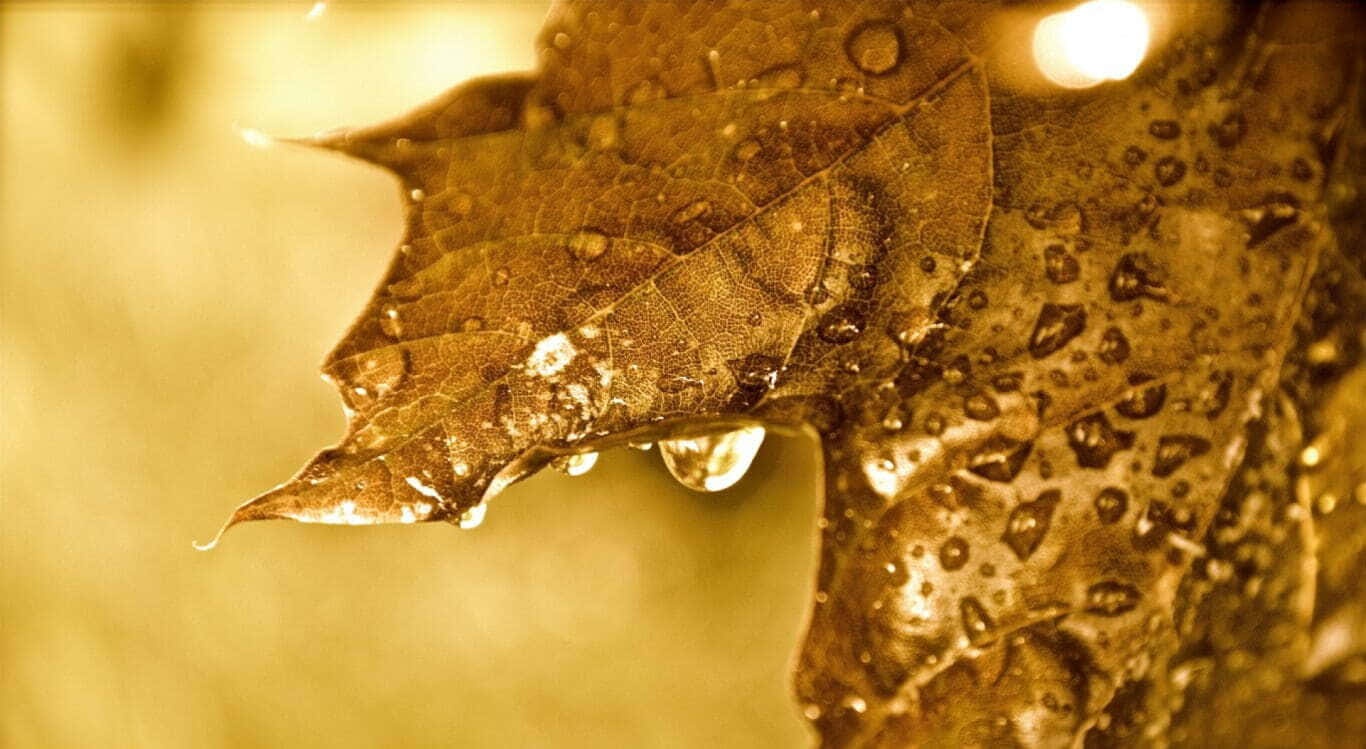 Fall Dew, brown maple leaf, dewdrops, HD Desktop Wallpaper