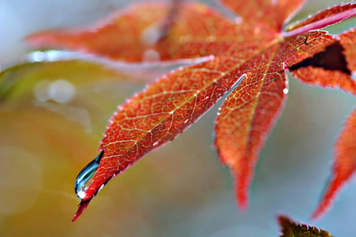 Fall Dew, vibrant red maple leaf, intricate veins, SD Desktop Wallpaper