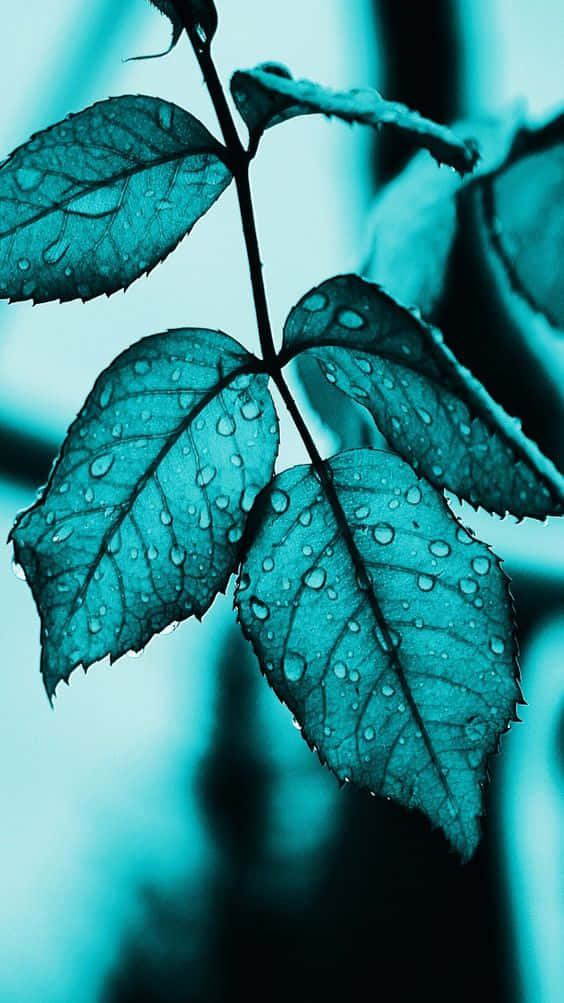 pastel teal, rose leaves, water droplets, SD Phone Wallpaper