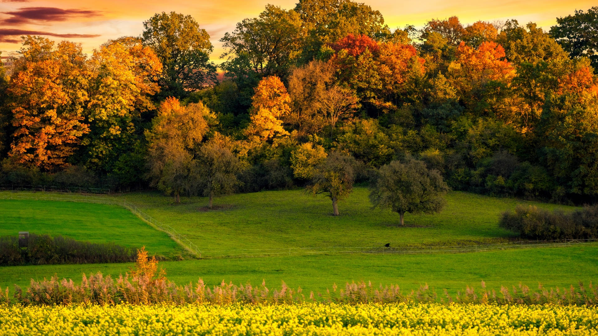 Fall Farm, 1920 x 1080, golden trees, Full HD Desktop Wallpaper