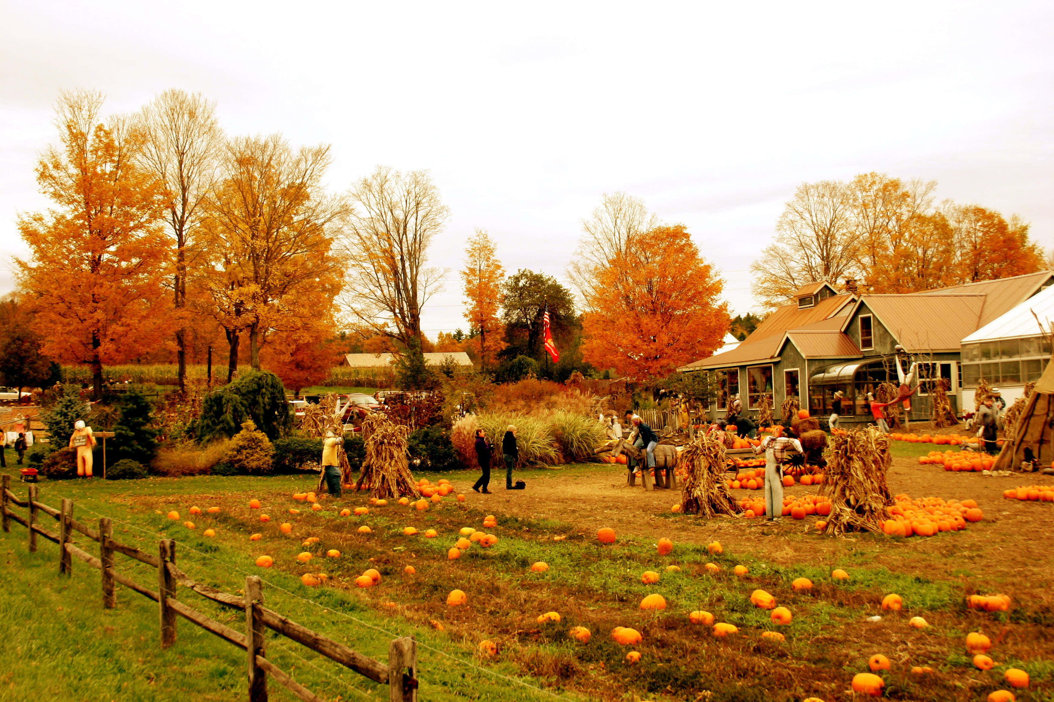 Fall Farmhouse, autumn pumpkin patch, orange pumpkins, 2K Desktop Wallpaper