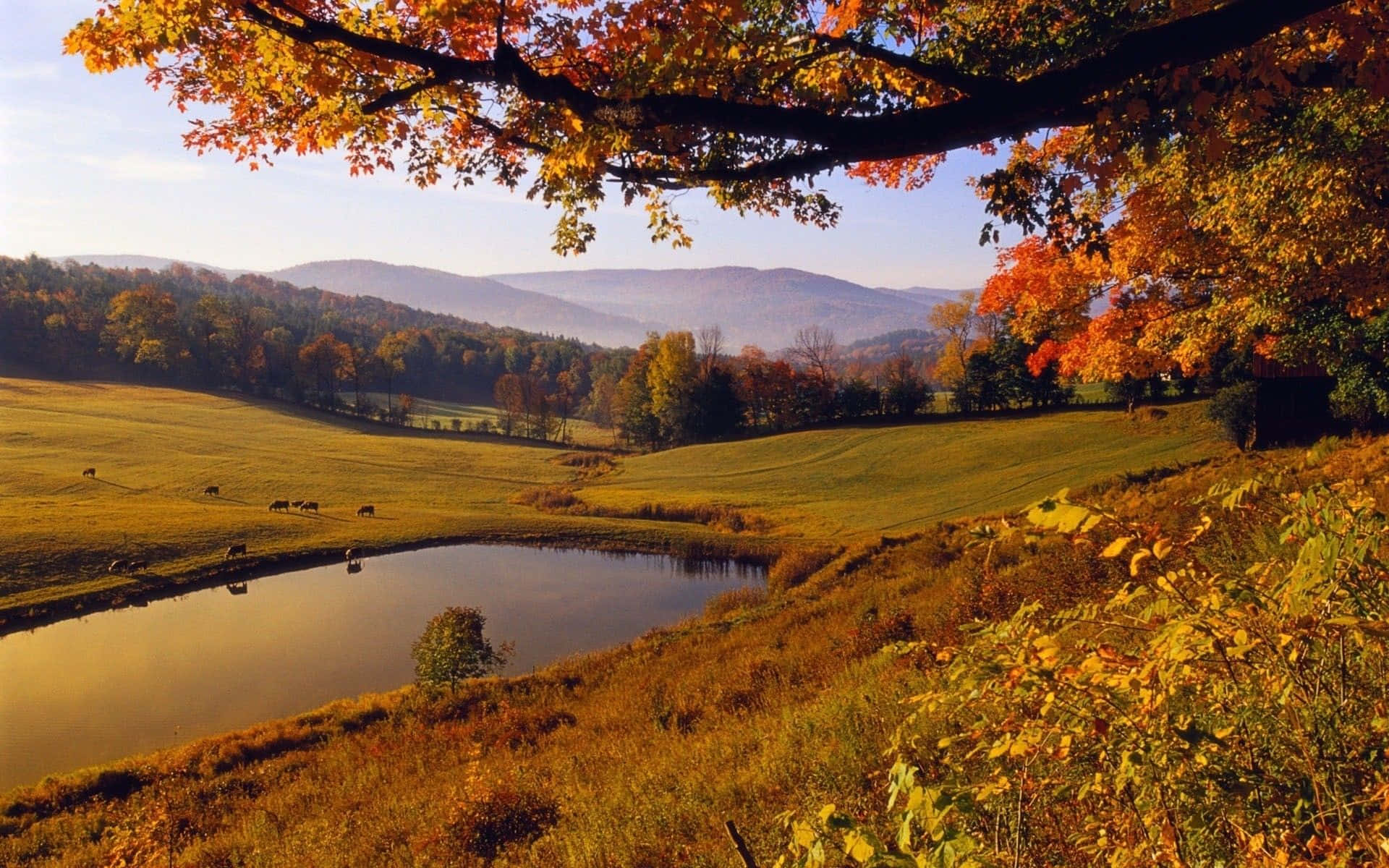 autumn season, golden hills, calm pond, Full HD Desktop Wallpaper