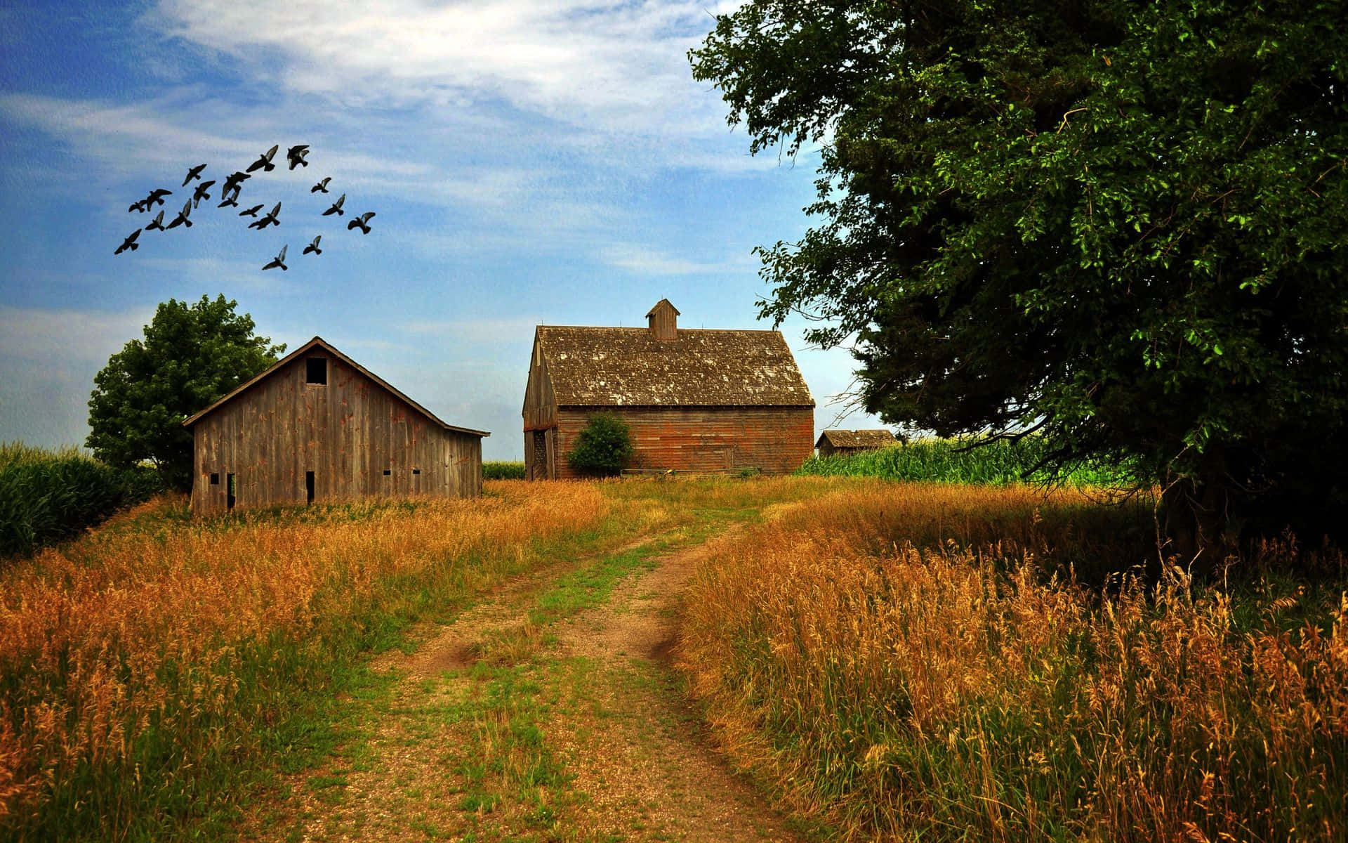 Fall Farmhouse, dirt path, golden grass, Full HD Desktop Wallpaper