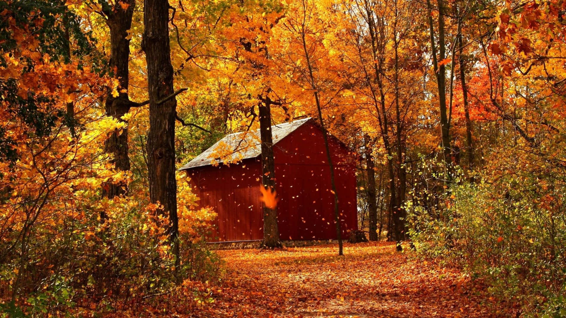 Fall Farmhouse, red wooden barn, golden autumn trees, Full HD Desktop Wallpaper
