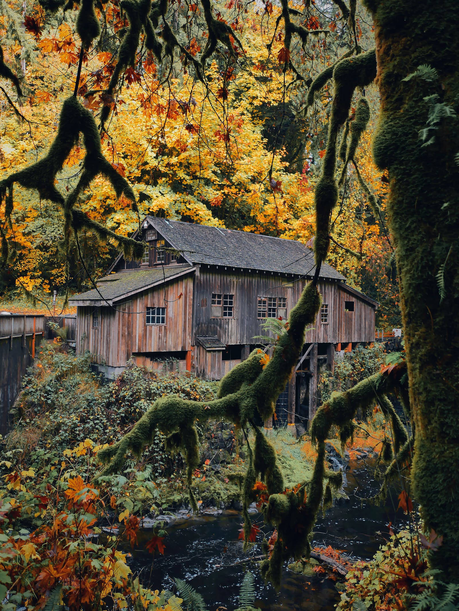 rustic fall house, old wooden mill, mossy forest, Full HD Phone Wallpaper