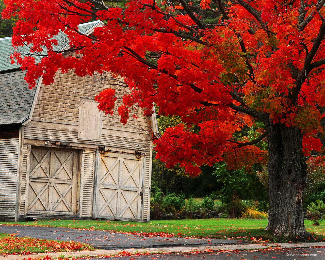 fall farmhouse, weathered wooden barn, vibrant red maple tree, HD Desktop Wallpaper