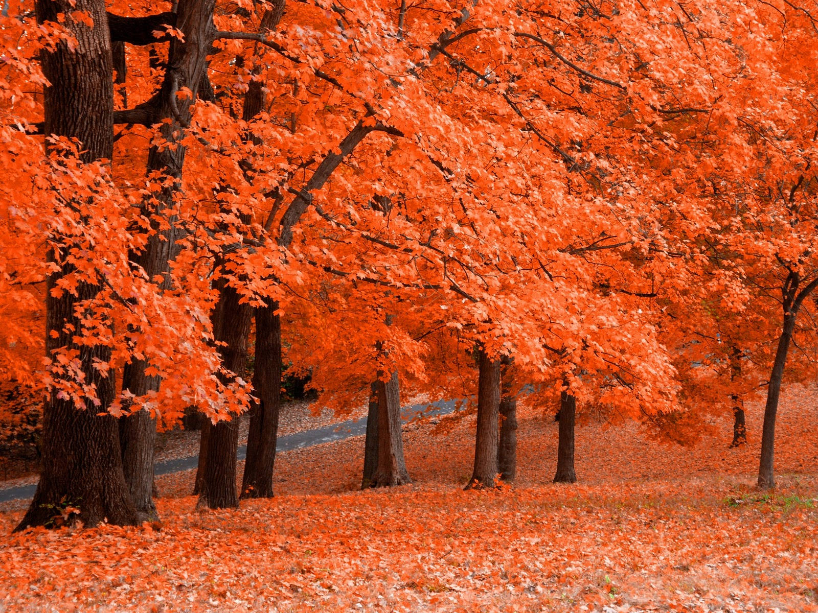 Fall Farm, orange maple trees, fallen leaves, HD Desktop Wallpaper