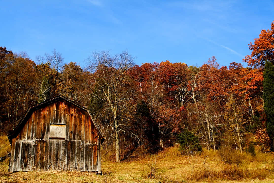 fall barn, weathered wooden barn, autumn trees, SD Desktop Wallpaper
