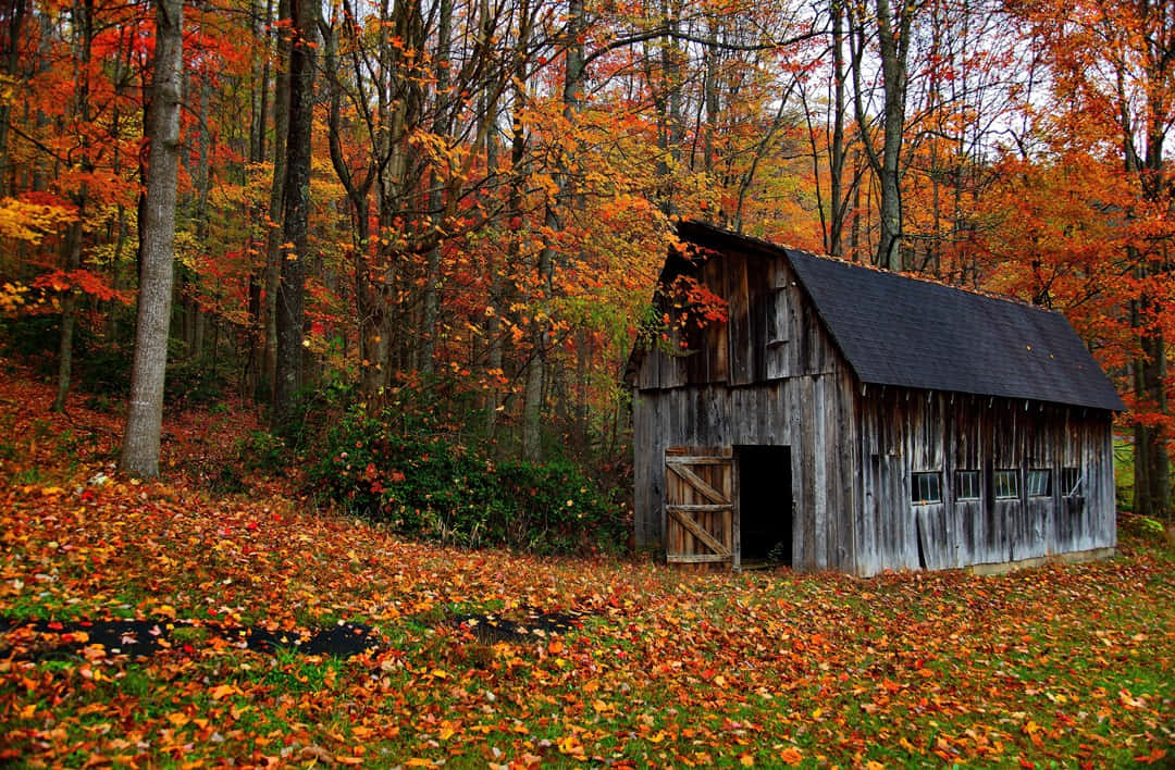 Fall Farmhouse, weathered wooden barn, forest, SD Desktop Wallpaper