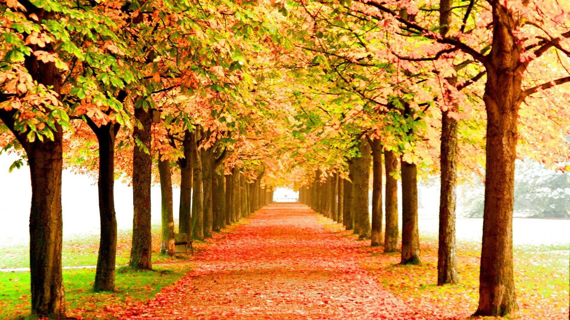 autumnal tree-lined path, fallen red leaves, soft mist, Full HD Desktop Wallpaper