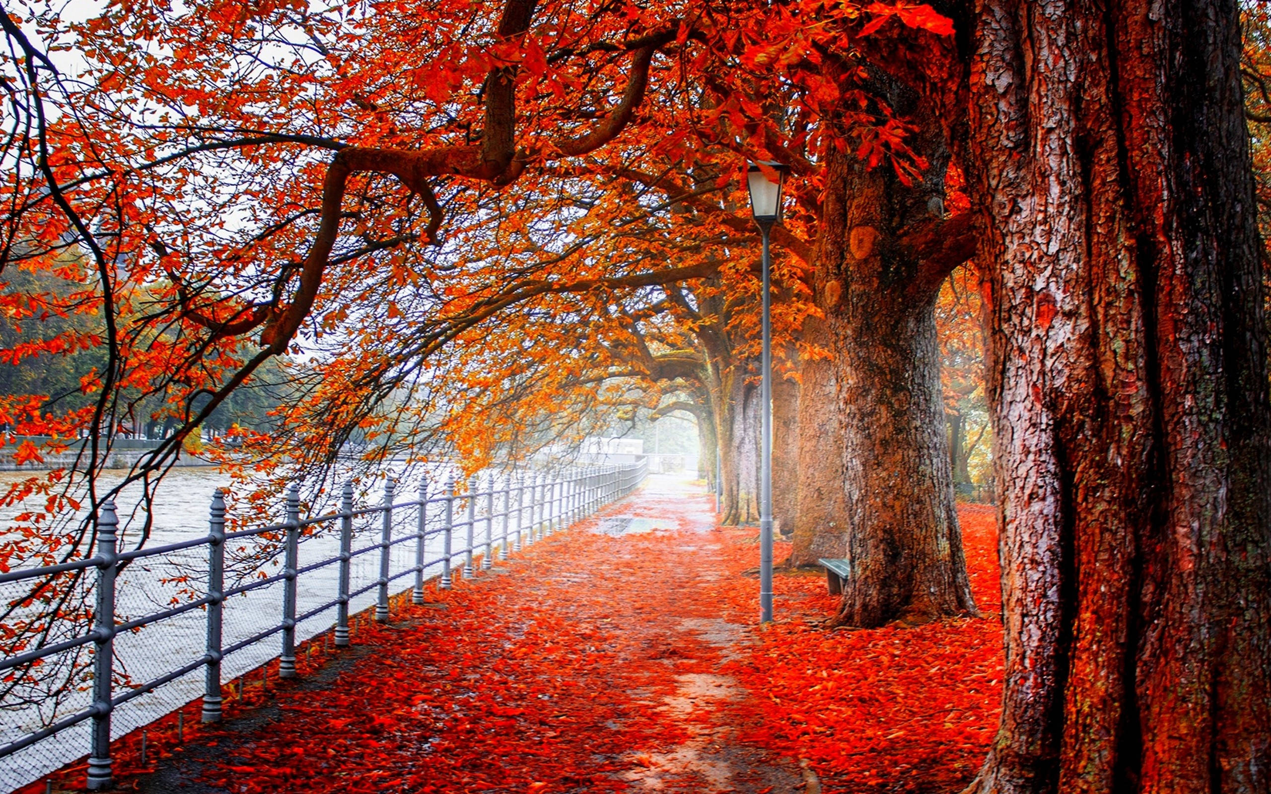 cute october, Fall Into Fun!, fiery red trees, 2K Desktop Wallpaper