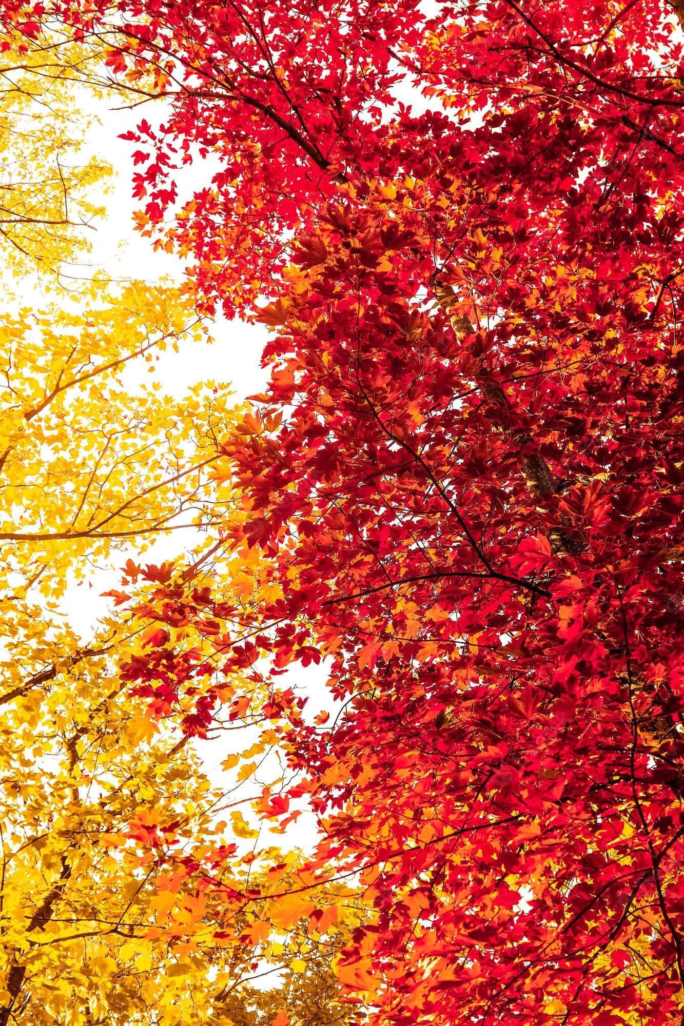 vintage fall, vibrant red, golden yellow, Full HD Phone Wallpaper