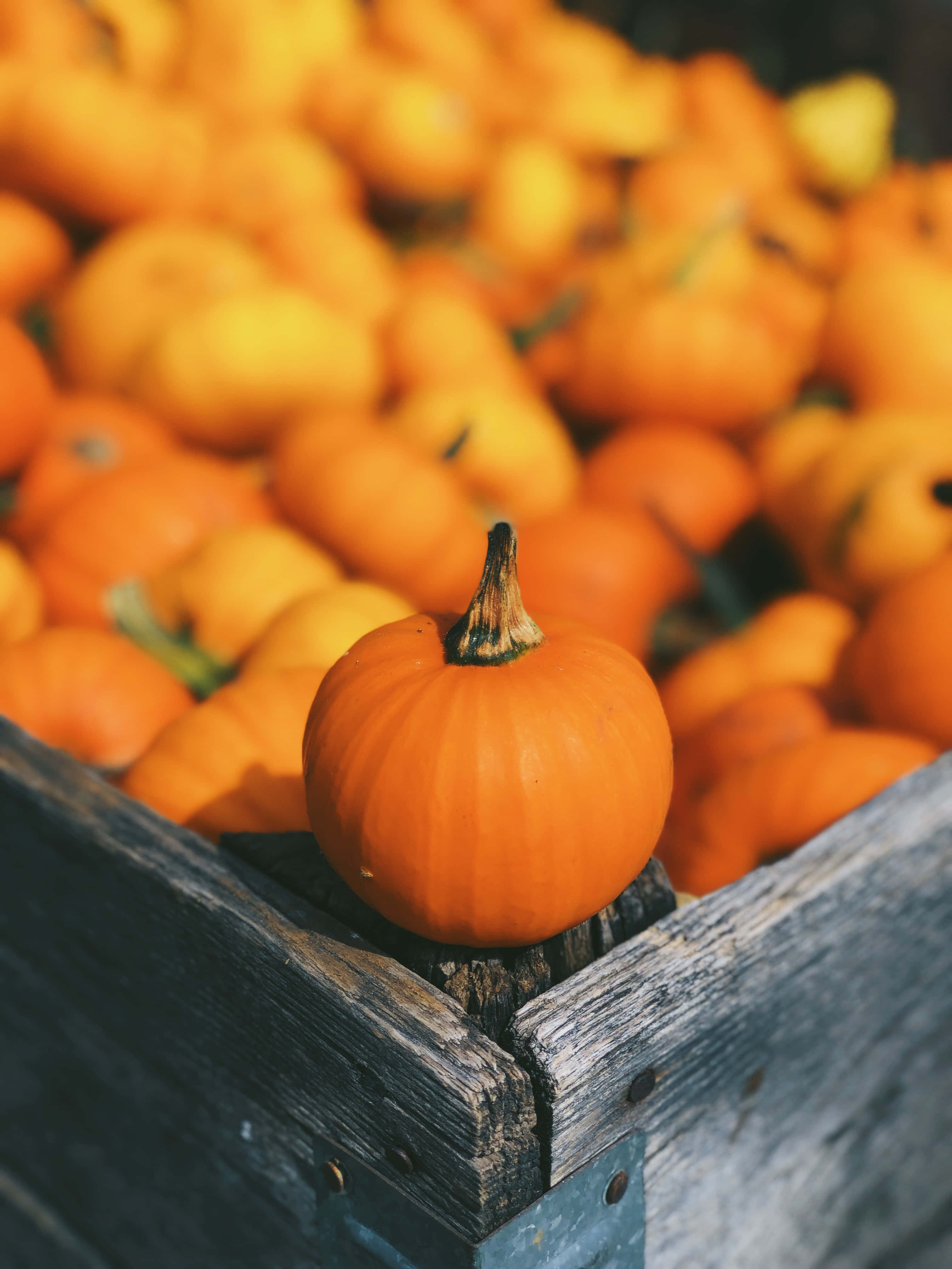 Fall Festival, vibrant orange pumpkin, weathered wooden crate, 4K Phone Wallpaper