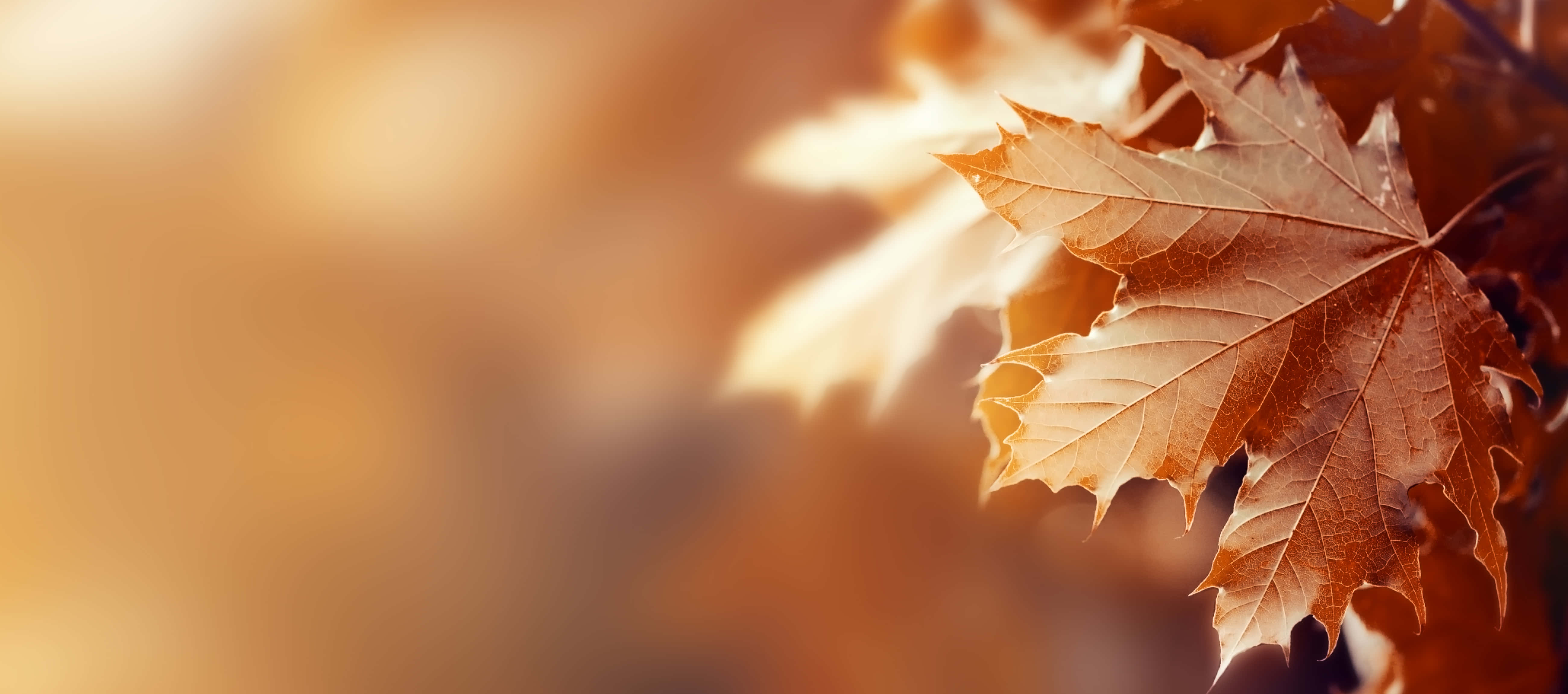 Golden maple leaves, soft blurred autumn background, Fall, 5K Desktop Wallpaper