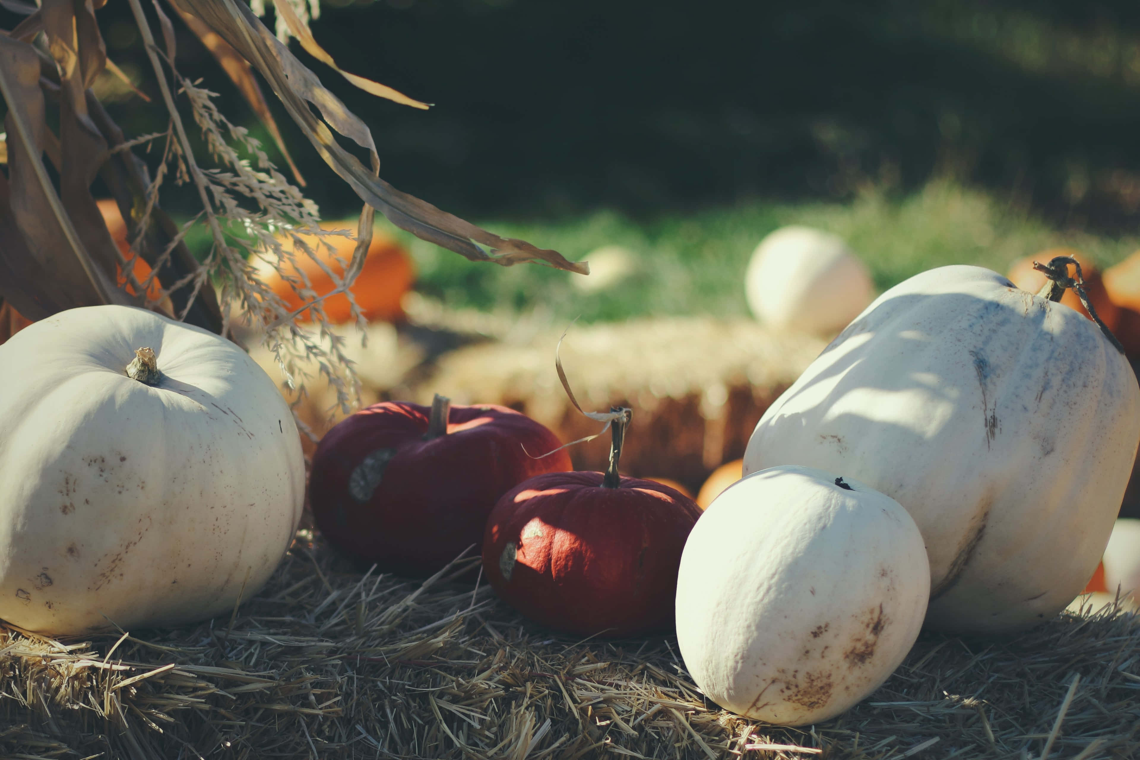 Fall Festival, pumpkins, gourds, 4K Desktop Wallpaper