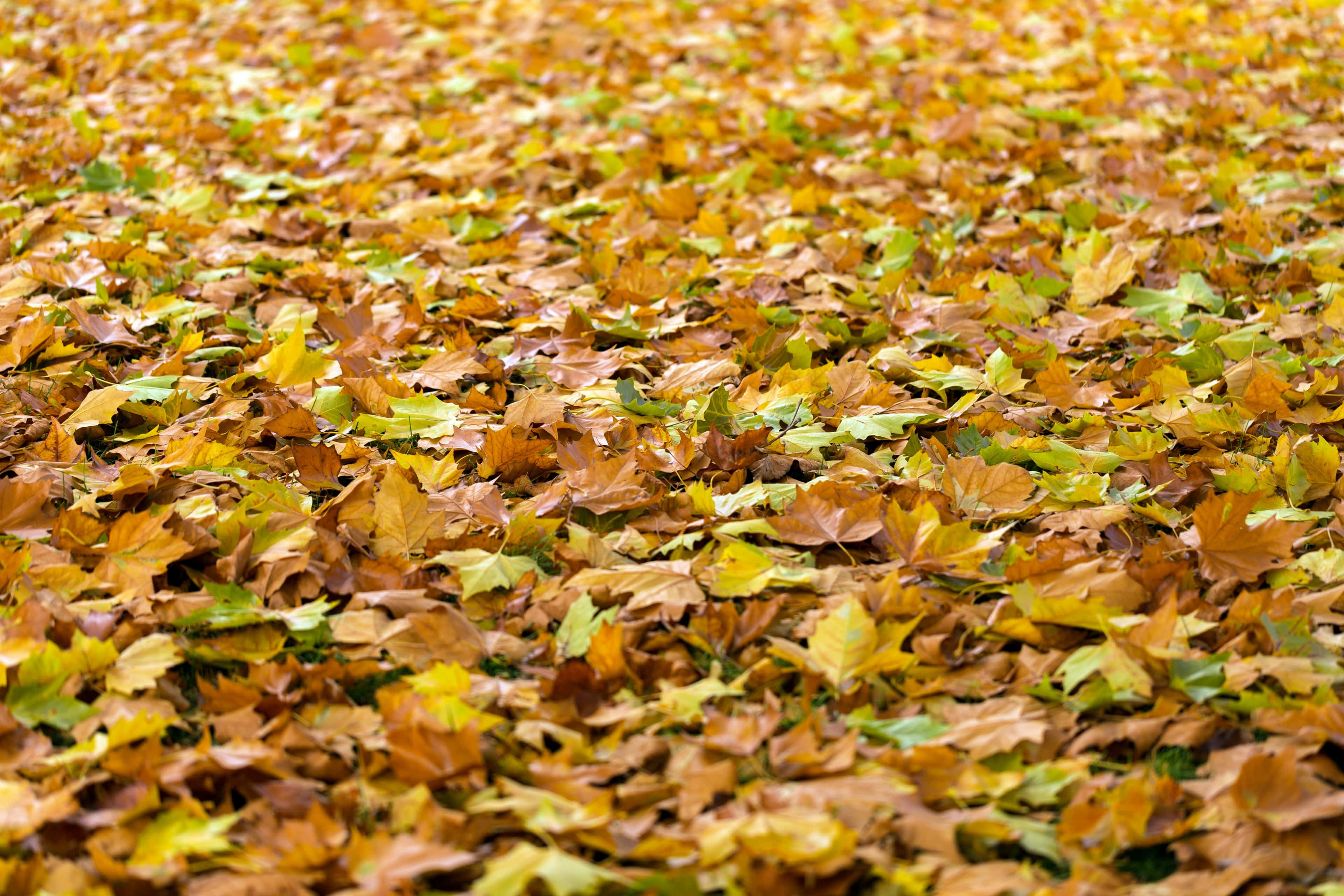Fall Festival, maple leaves, autumn hues, 4K Desktop Wallpaper