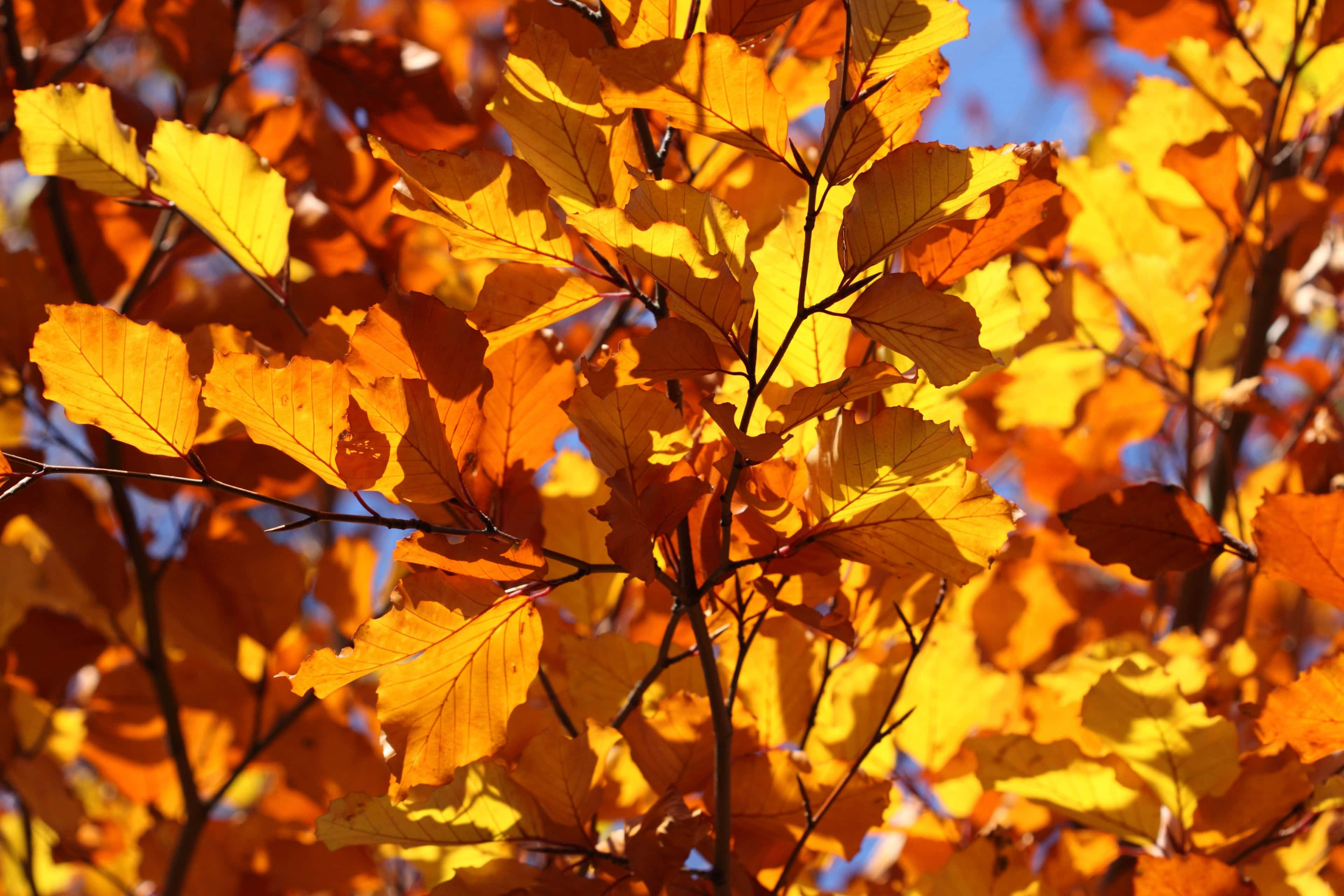 Fall Festival, orange, yellow, 4K Desktop Wallpaper