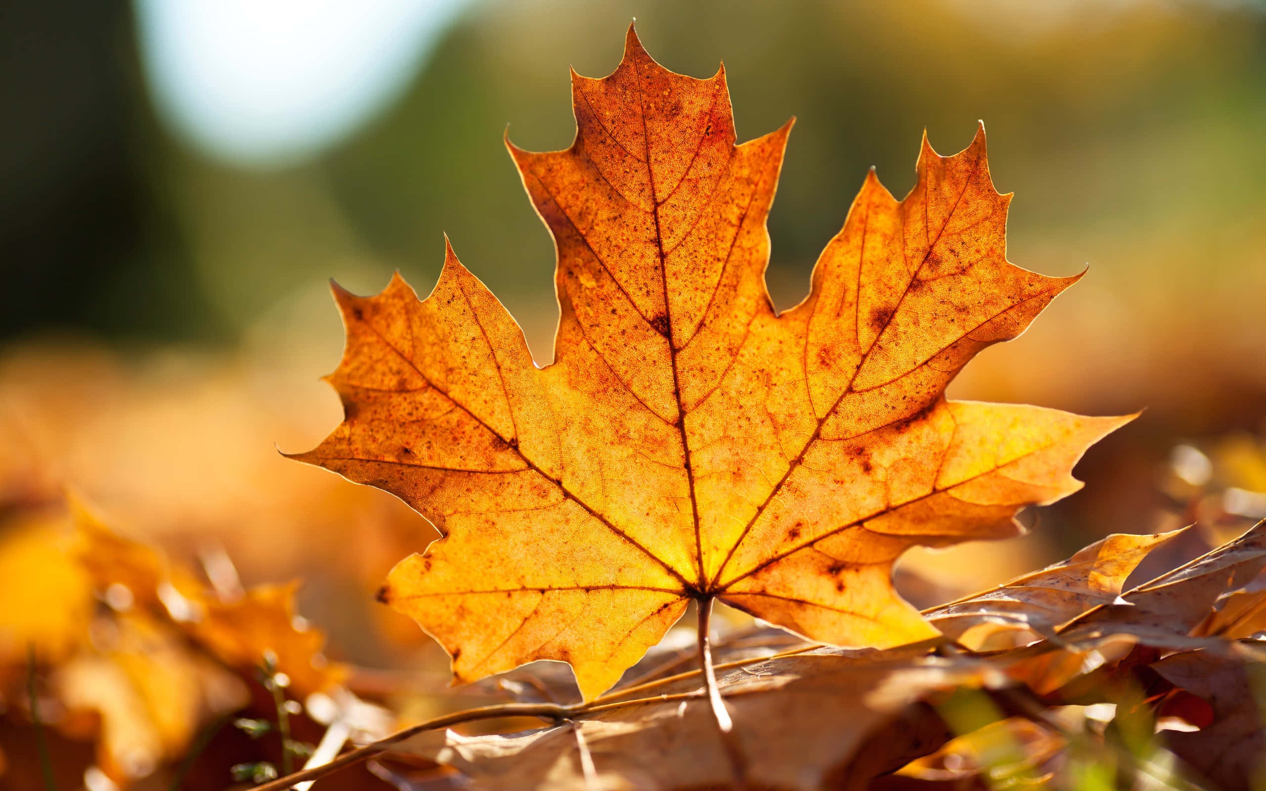 Fall Festival, autumn forest floor, vibrant orange maple leaf, 2K Desktop Wallpaper