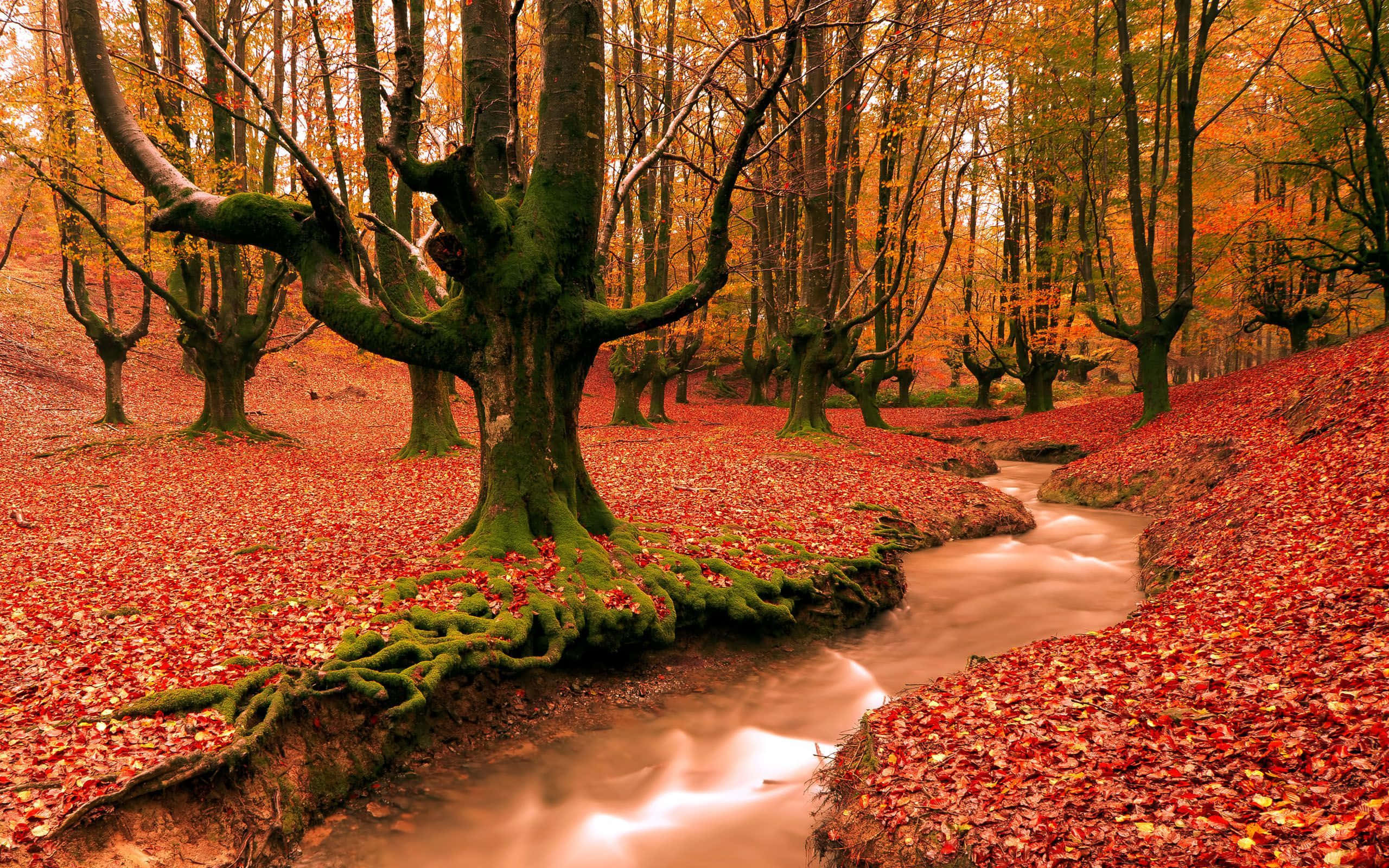 Fall Festival, autumn forest, mossy trees, 2K Desktop Wallpaper