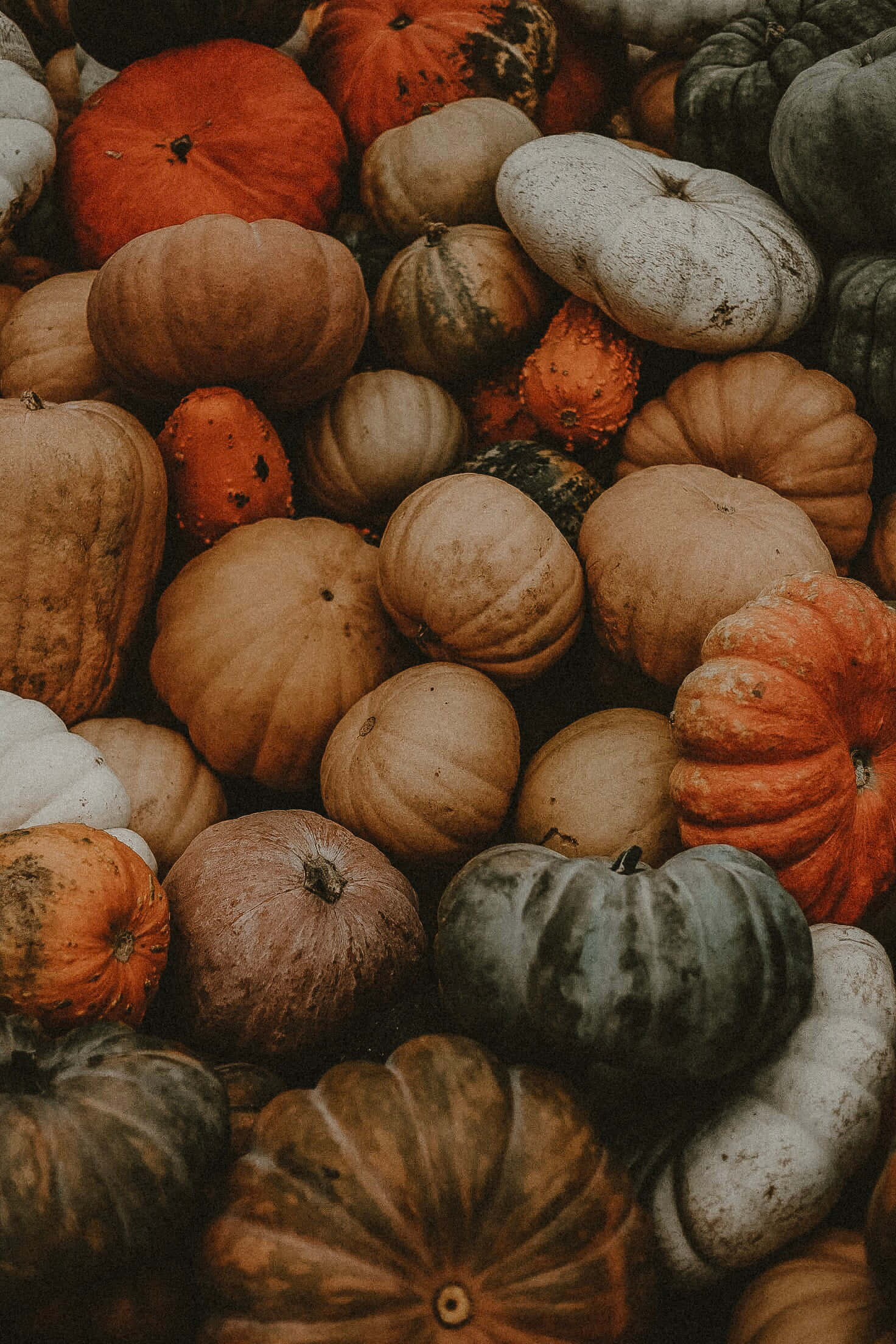 Fall Festival, pumpkins, gourds, Full HD Phone Wallpaper