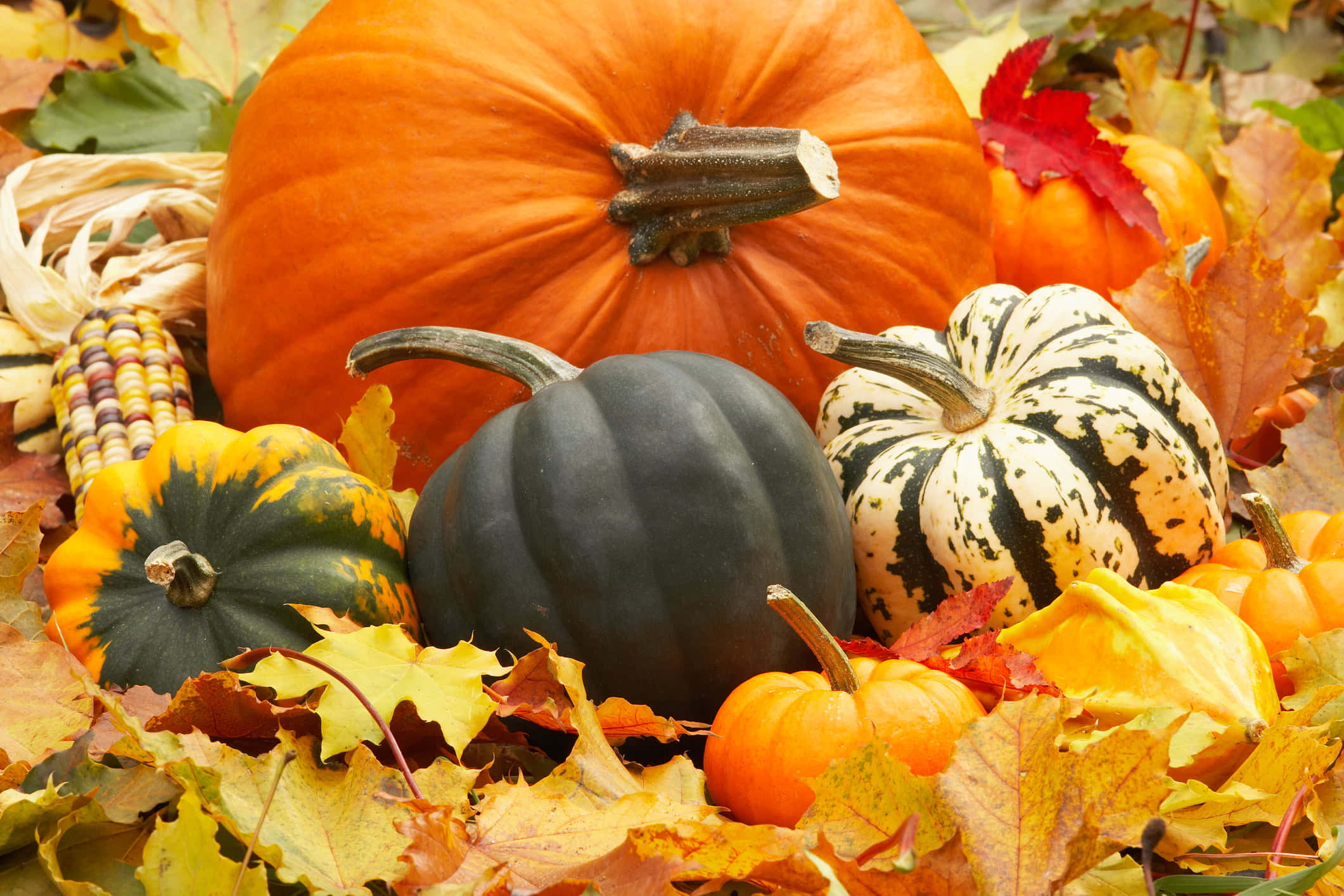 Fall Festival, pumpkins, gourds, Full HD Desktop Wallpaper