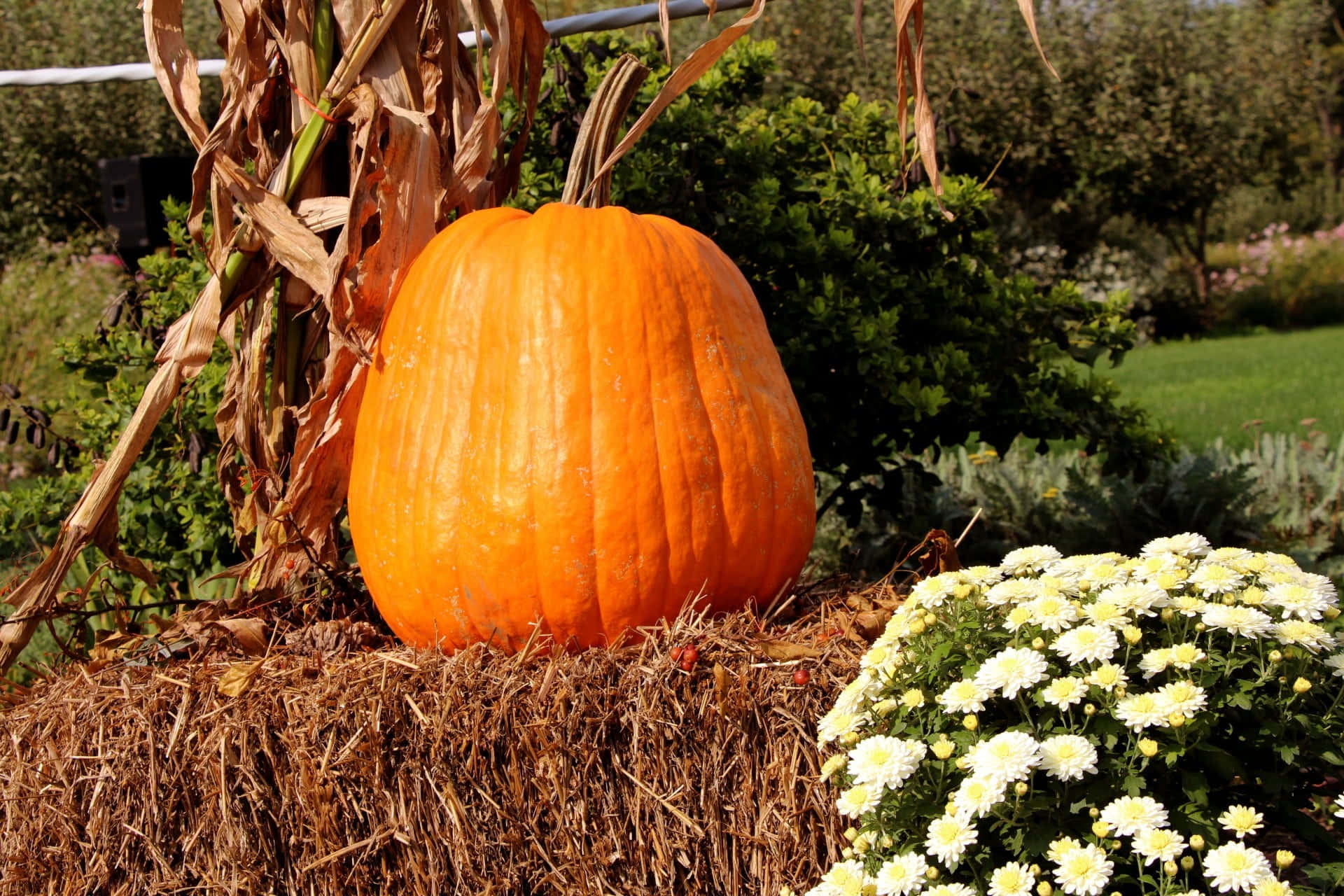 Fall Festival, orange pumpkin, hay bale, Full HD Desktop Wallpaper