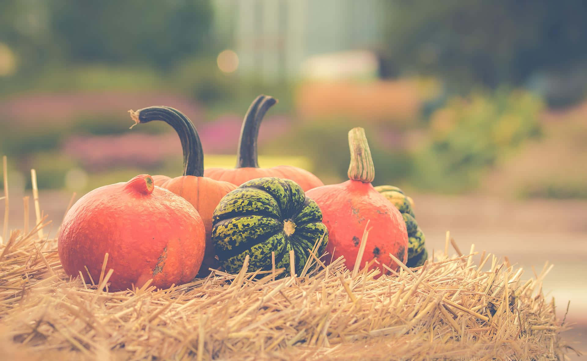 Fall Festival, orange pumpkins, green pumpkins, Full HD Desktop Wallpaper