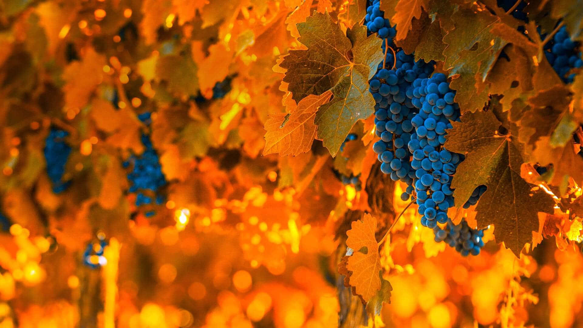 Fall Festival, 1920 x 1080, vibrant blue grape clusters, Full HD Desktop Wallpaper