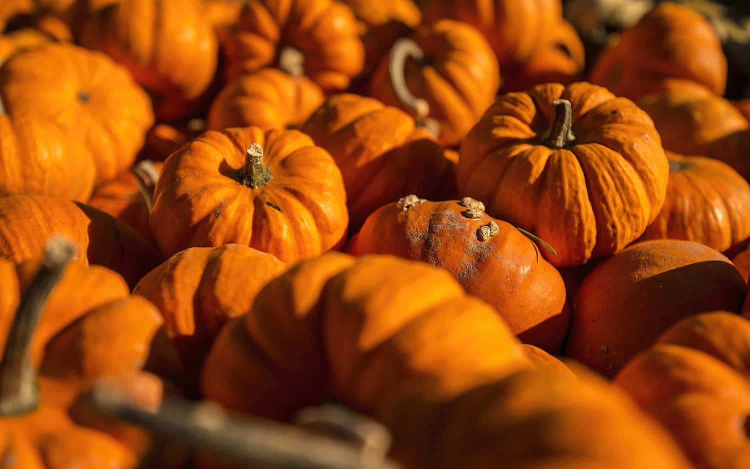 Fall Festival, vibrant orange pumpkins, textured skins, HD Desktop Wallpaper