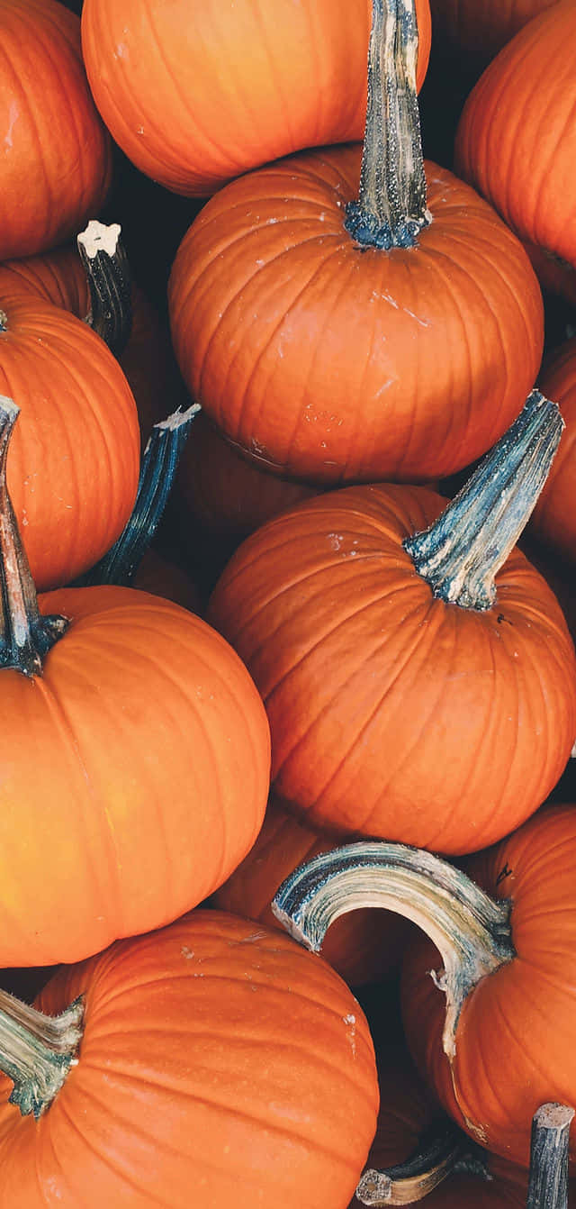Fall Festival, orange pumpkins, textured stems, HD Phone Wallpaper