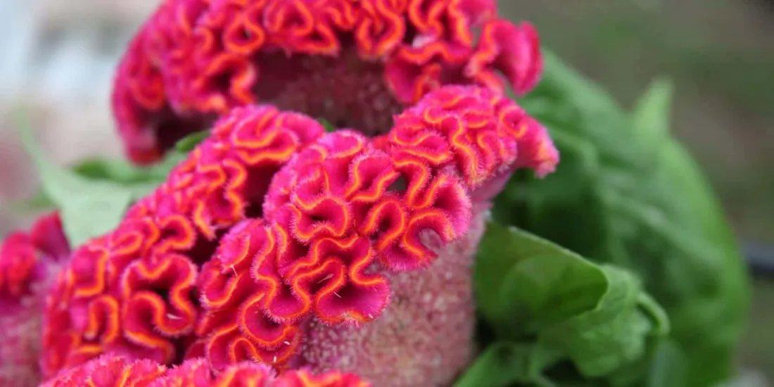 Fall Flowers